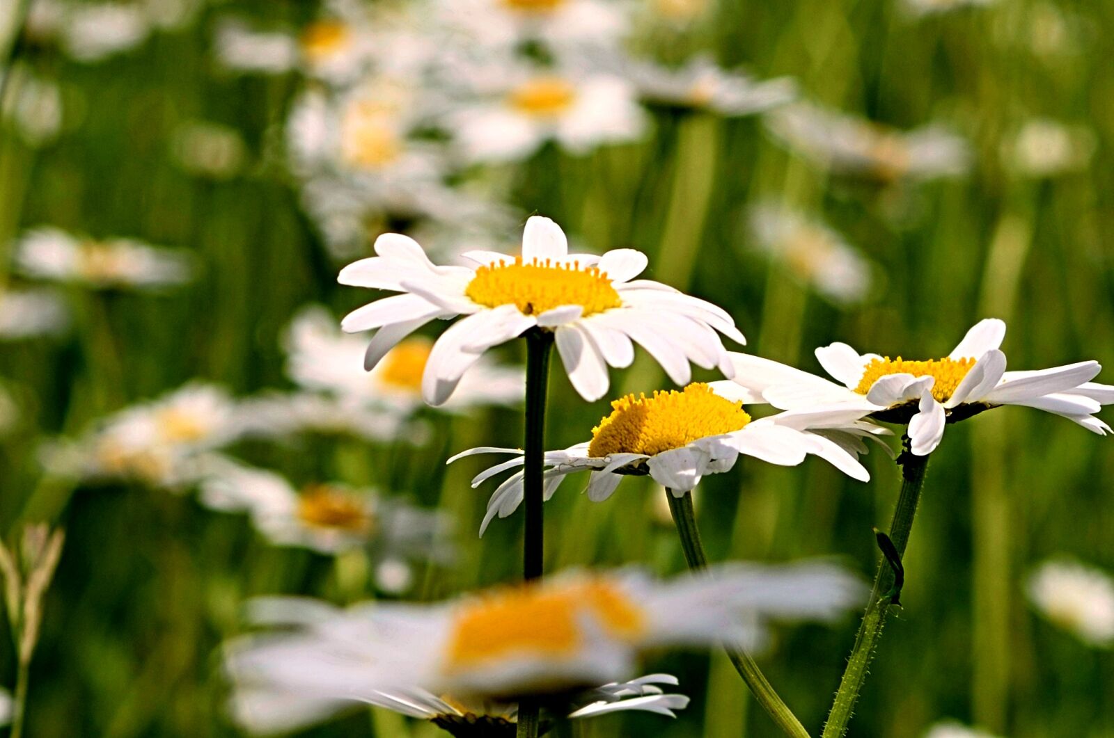 Nikon D3300 sample photo. Magaritte, field, flower photography