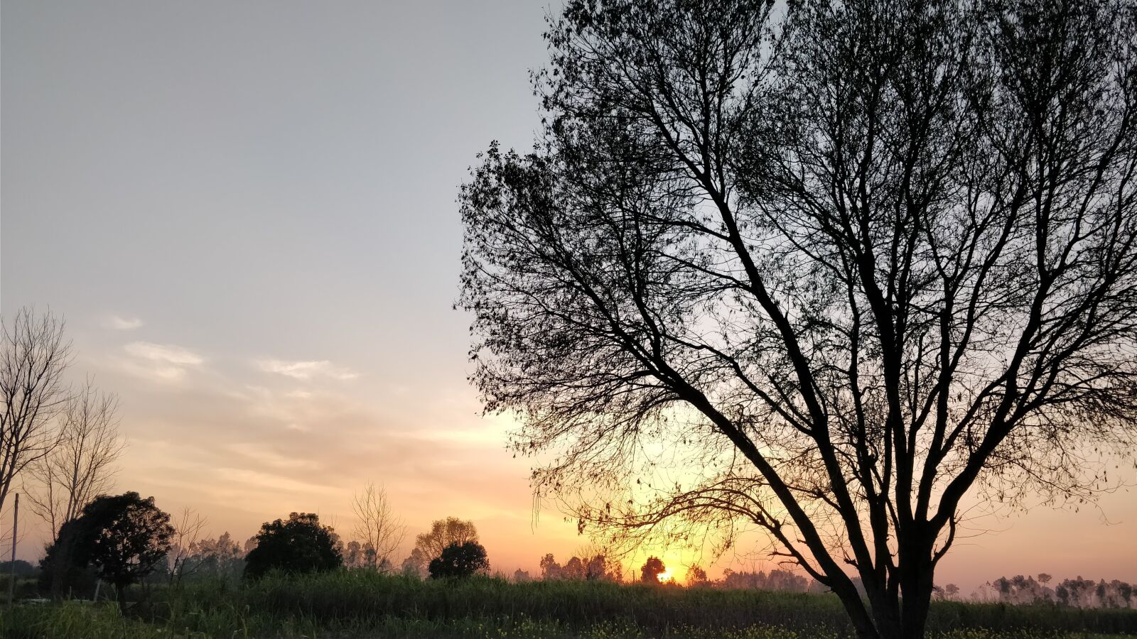 OnePlus 5 sample photo. Nature, sun, tree photography