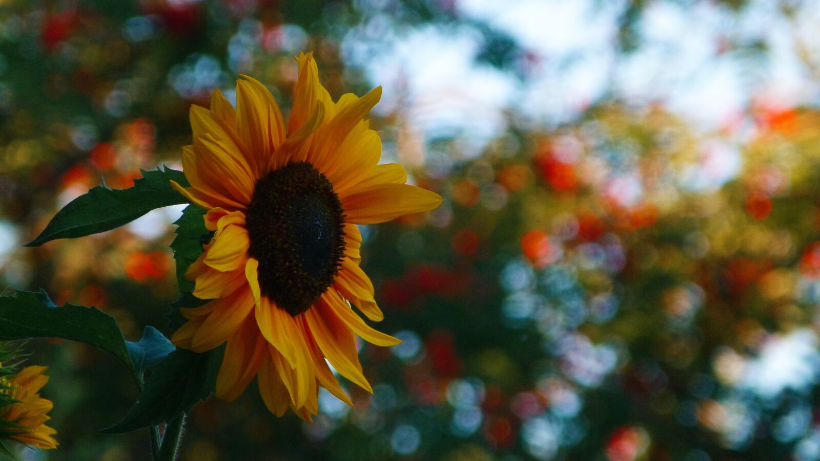 Panasonic Lumix DMC-FZ40 (Lumix DMC-FZ45) sample photo. Sunflower, sun, flower photography