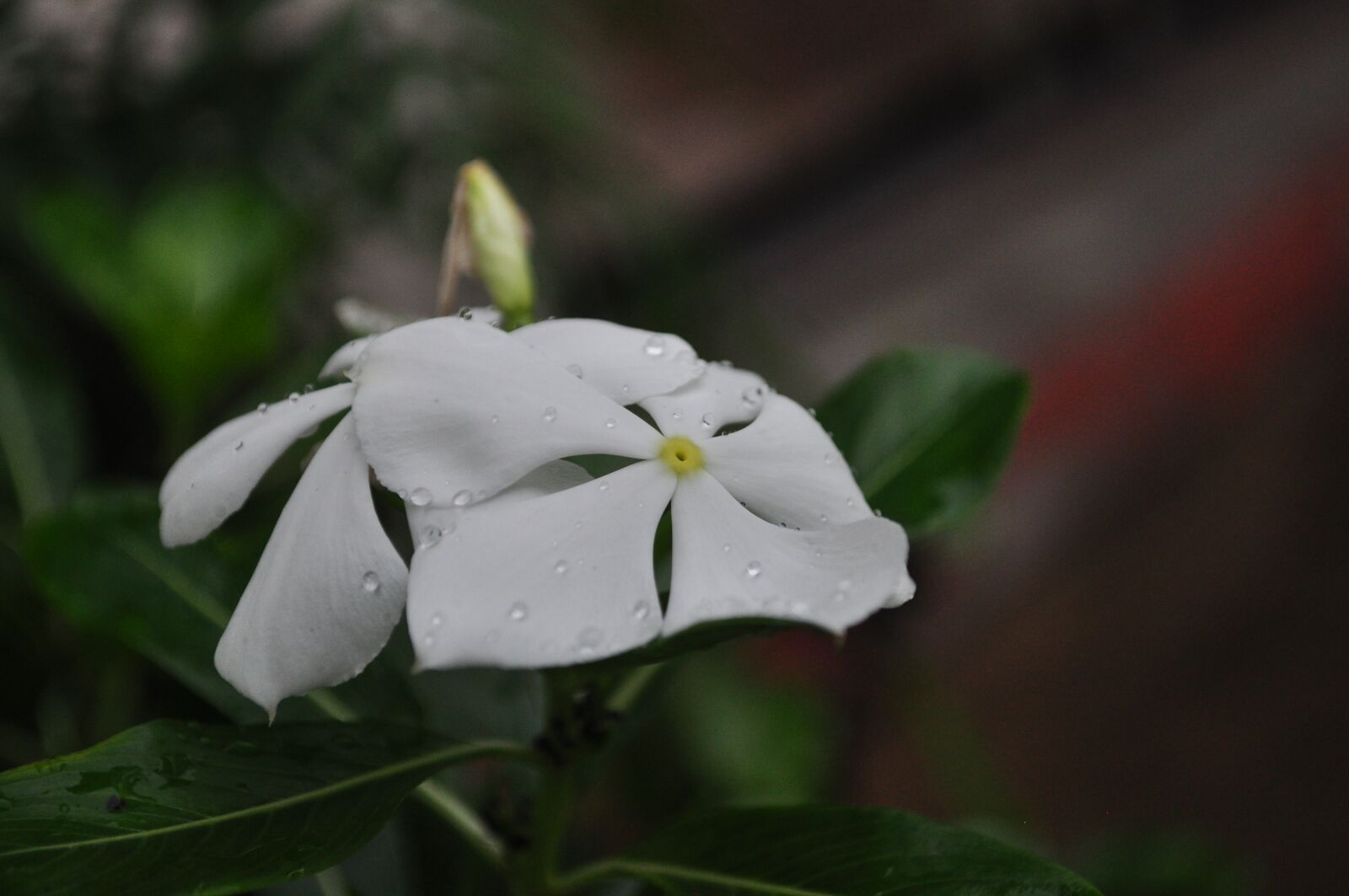 Nikon D90 sample photo. Flower, white, watercress photography