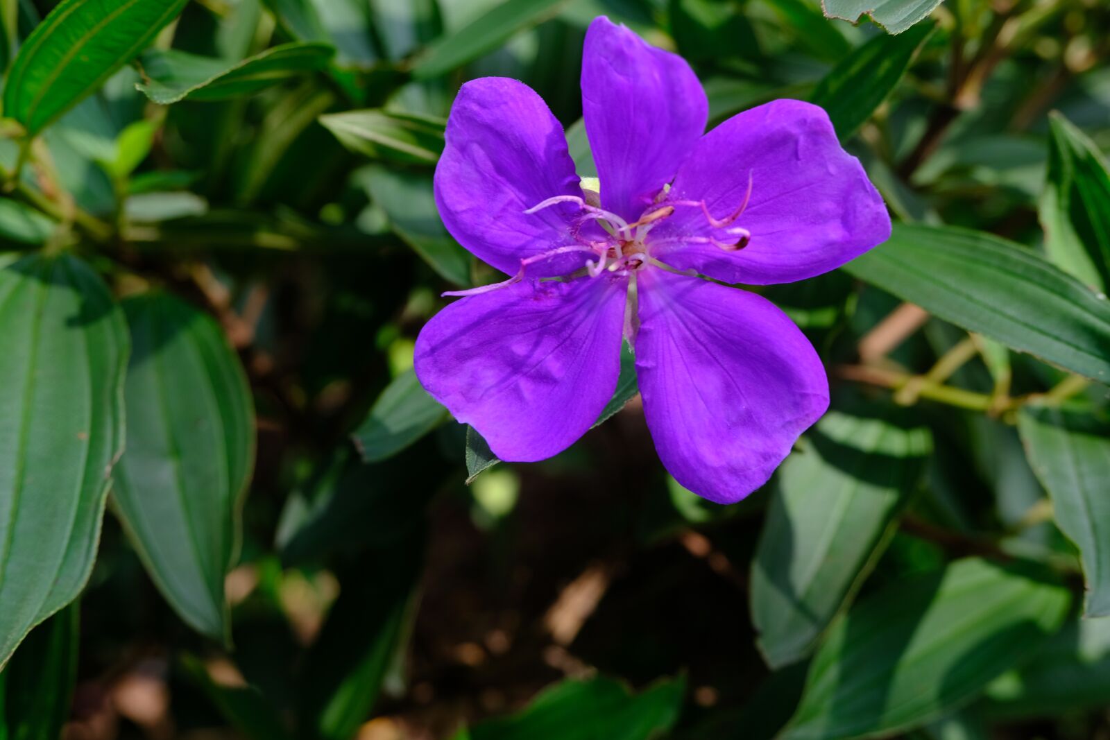 Fujifilm X-T30 sample photo. Purple, garden, nature photography