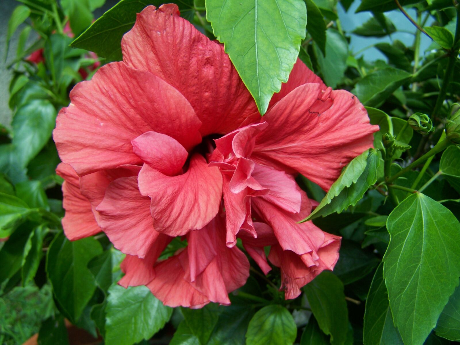 Kodak EASYSHARE ZD710 ZOOM DIGITAL CAMERA sample photo. Hibiscus, hollyhock, exotic photography