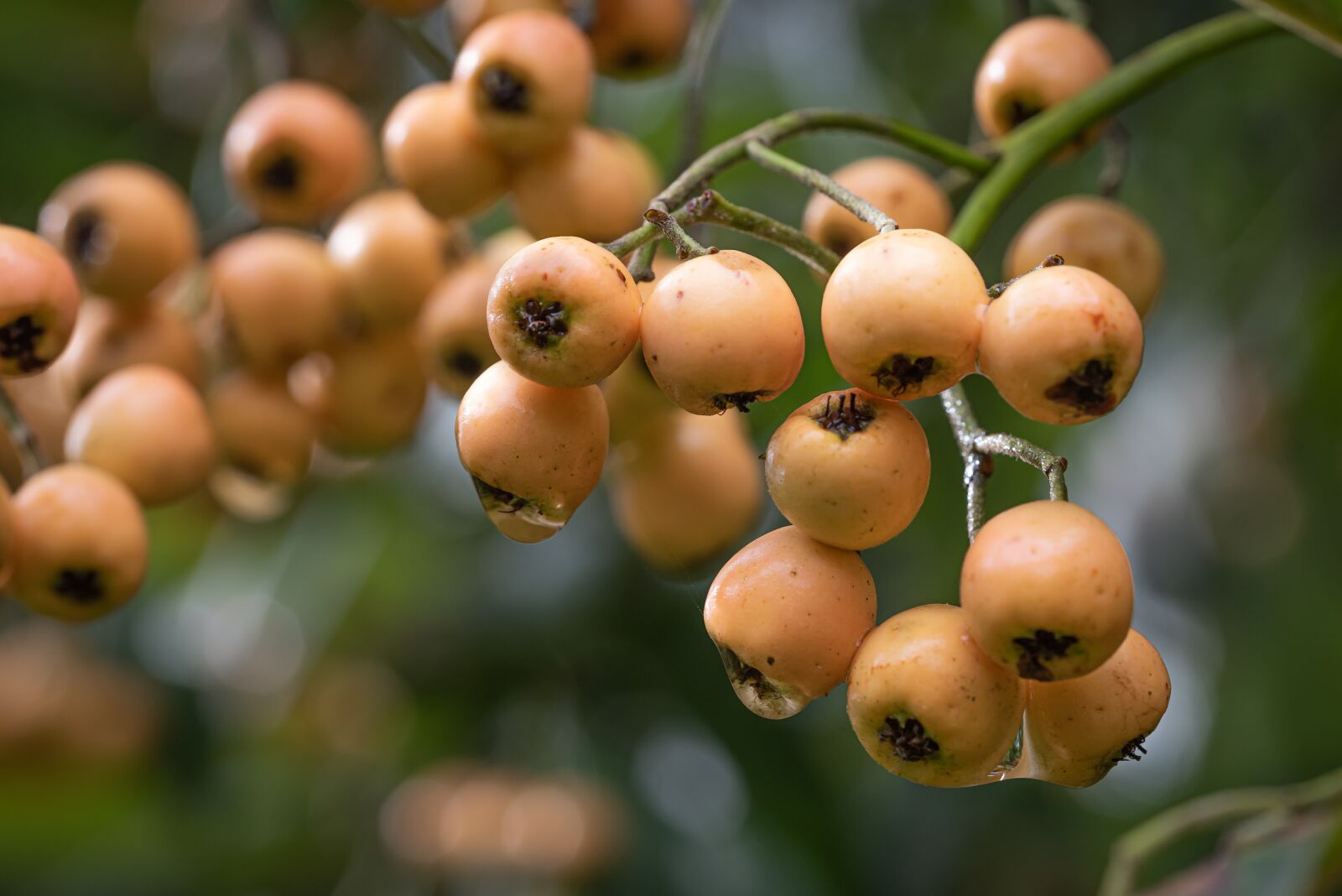 Nikon D810 sample photo. Berries, yellow, spring photography