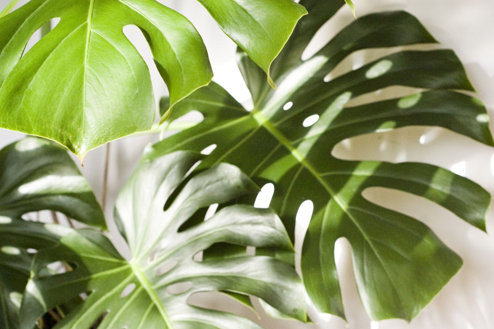 Nikon D40 sample photo. Monstera, plant, foliage photography