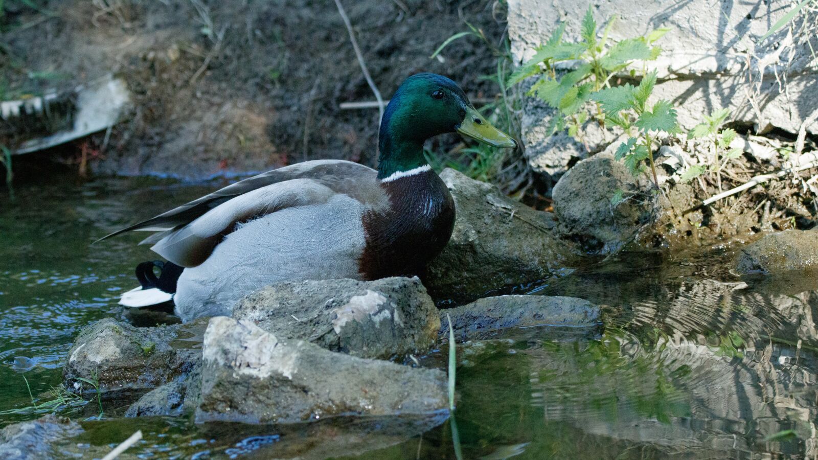 150-600mm F5-6.3 DG OS HSM | Contemporary 015 sample photo. Mallard, bach, water photography