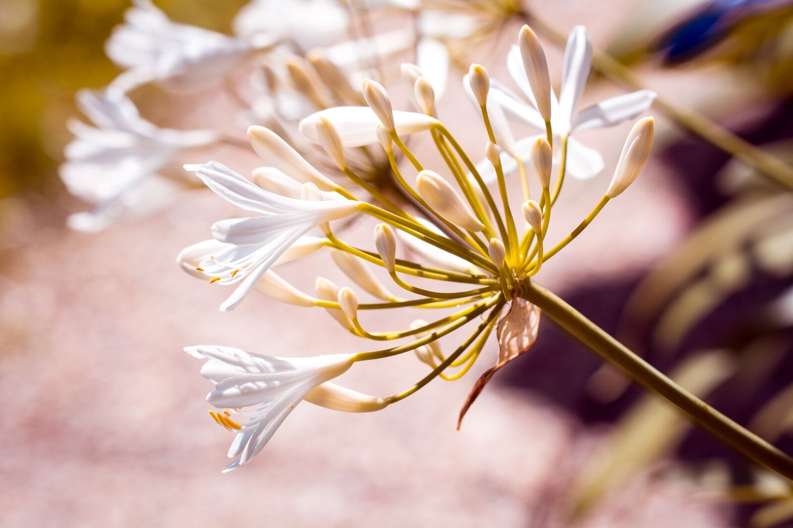 Nikon D7100 sample photo. Agapanthus, white, white jewelry photography