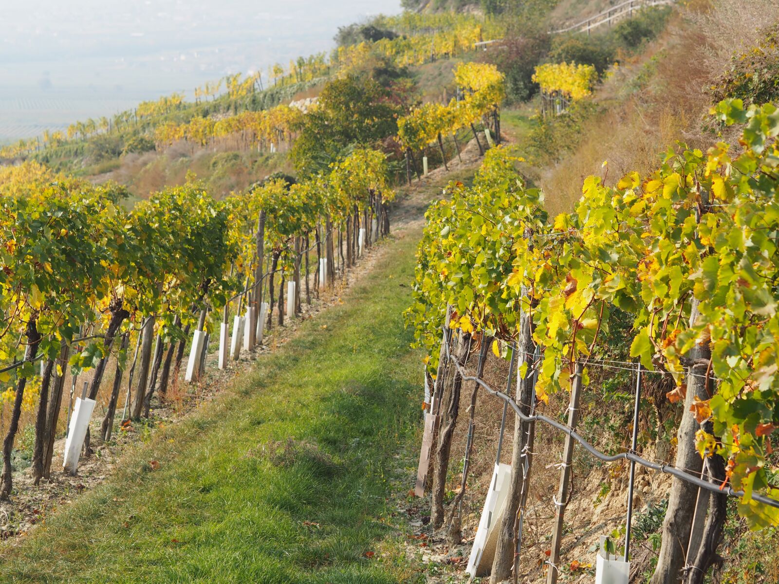 Olympus OM-D E-M10 + Olympus M.Zuiko Digital 45mm F1.8 sample photo. Vineyard, grapes, vine leaves photography