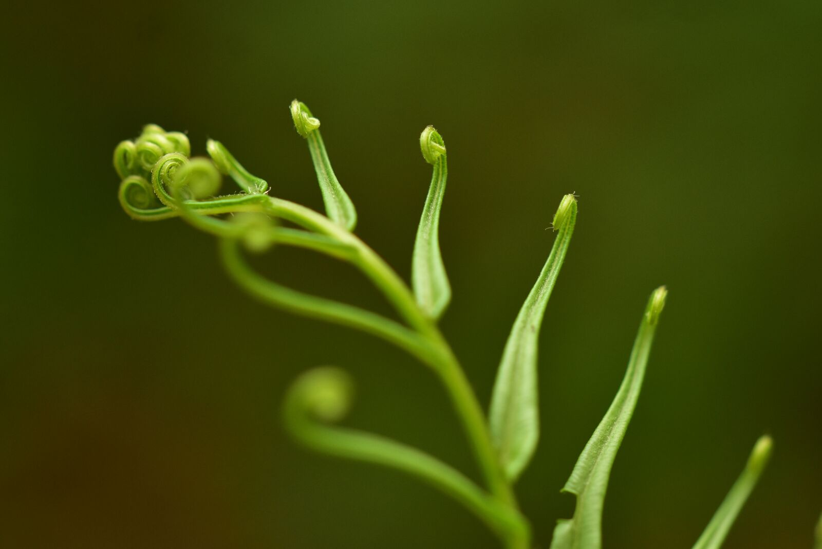 Nikon D3400 sample photo. Fern, roll, leaf photography