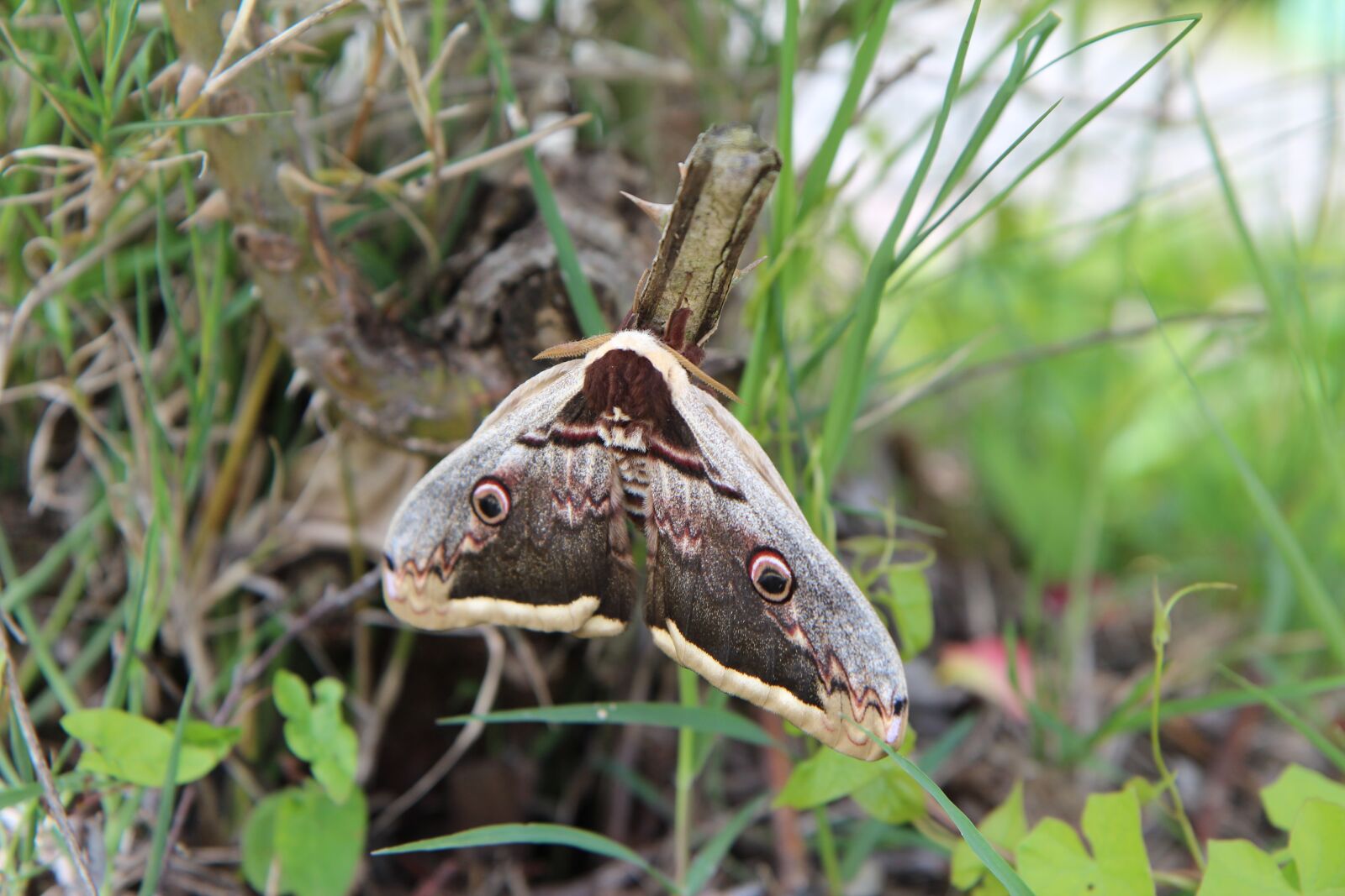 Canon EOS 600D (Rebel EOS T3i / EOS Kiss X5) sample photo. Butterfly, moth, grand peacock photography