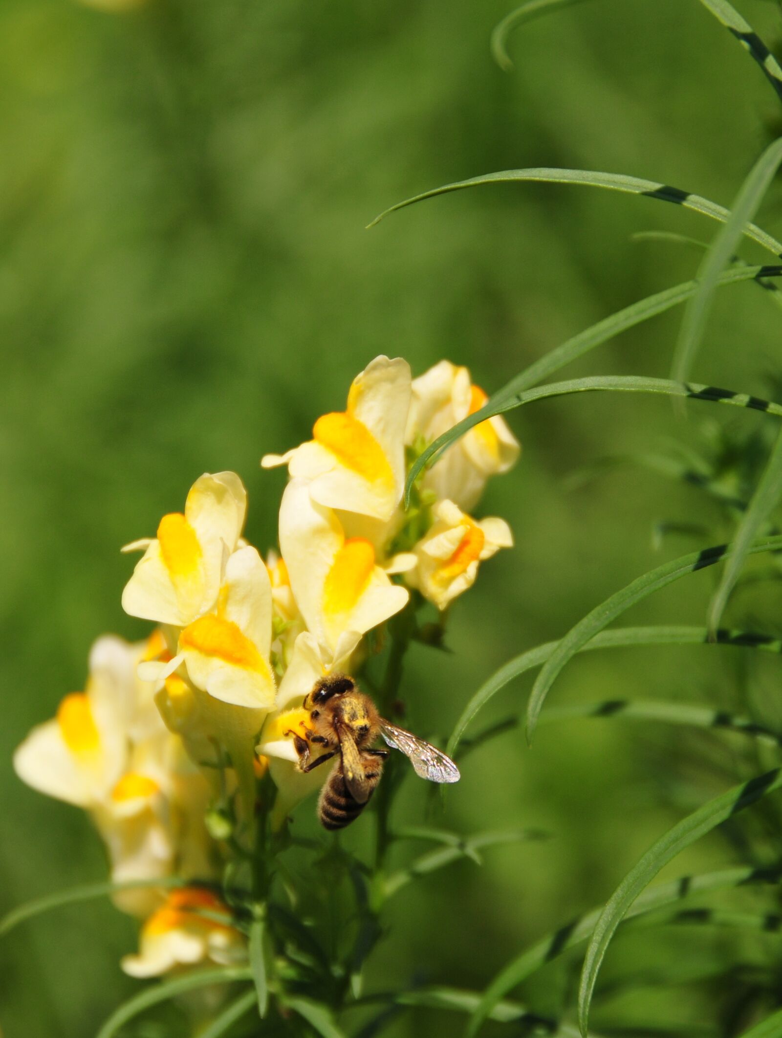 Nikon D300S sample photo. Flower, plant, sumer photography