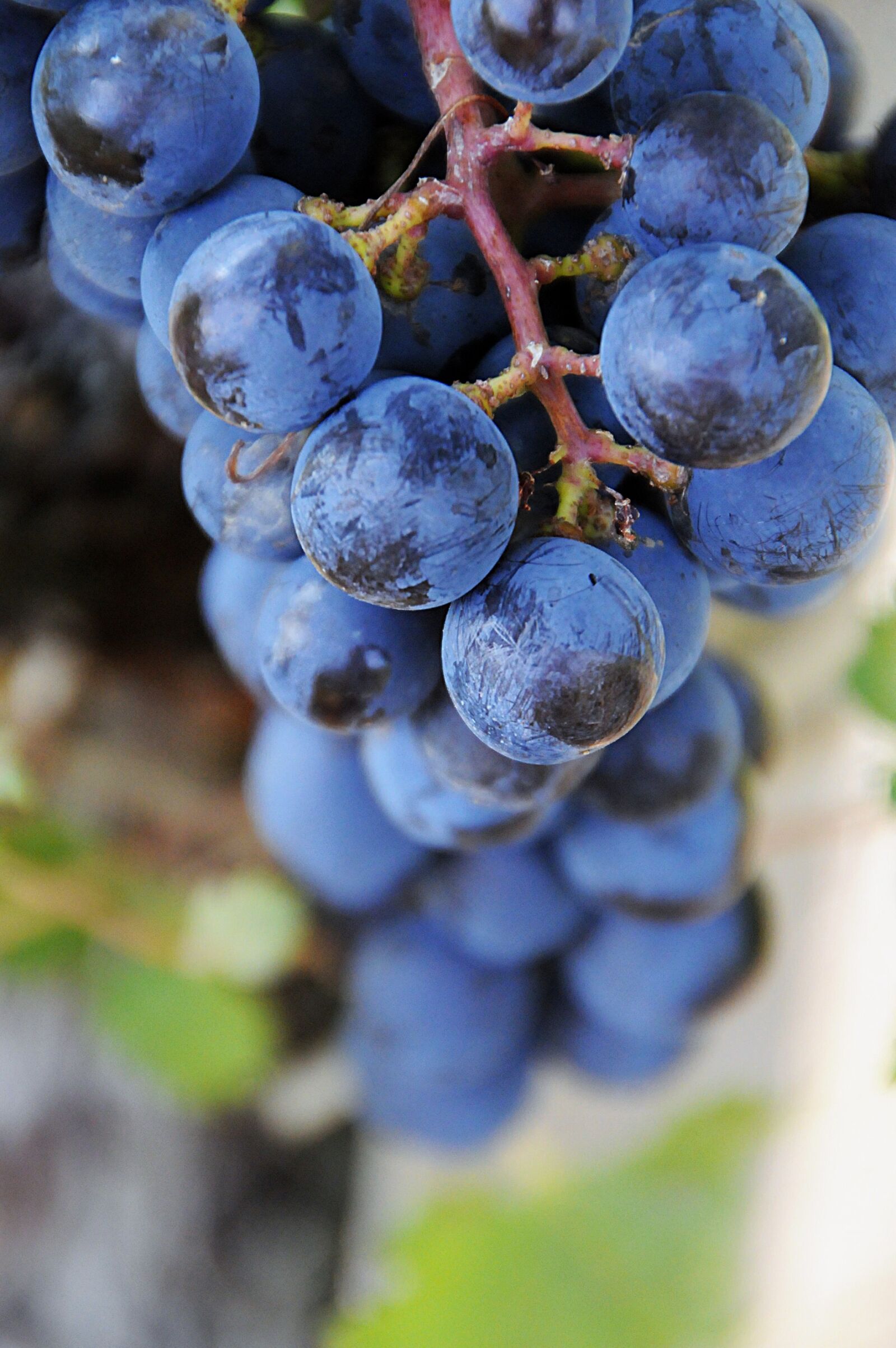 Nikon D3200 sample photo. Fruit, blue, grape photography