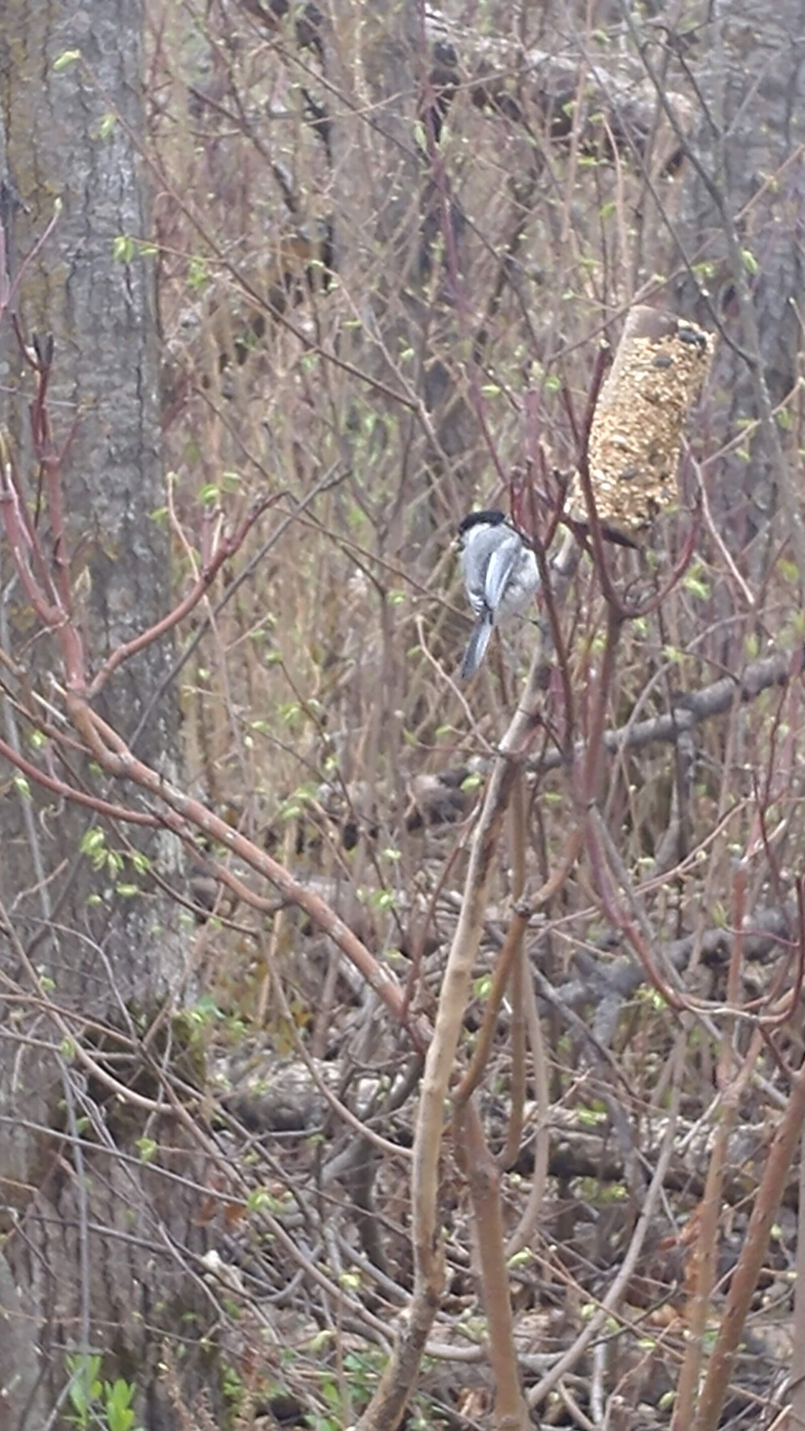 LG V20 sample photo. Spring, bird, young photography