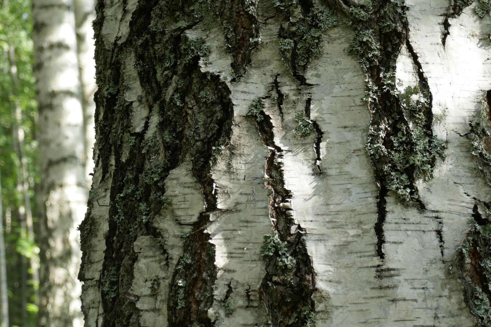 Panasonic Lumix DMC-ZS100 (Lumix DMC-TZ100) sample photo. Bark, birches, tree photography