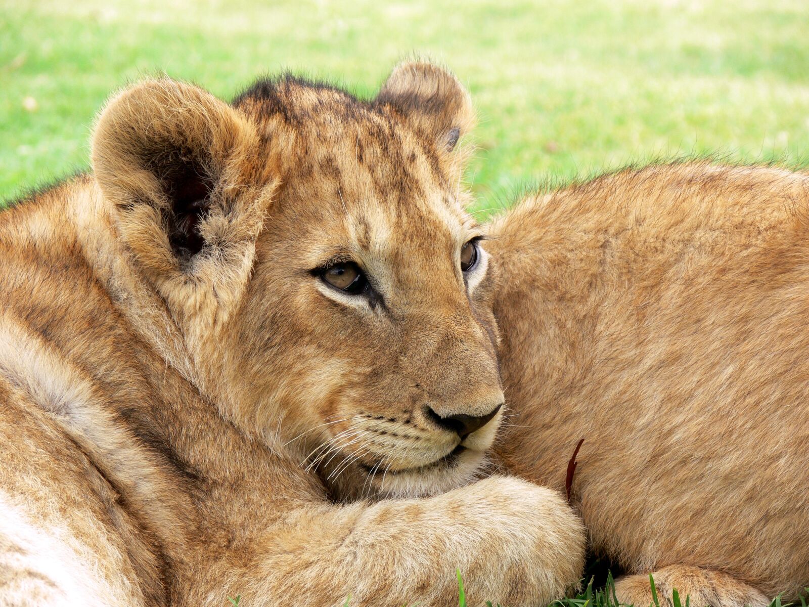 Panasonic DMC-FZ30 sample photo. Africa, lion, wildlife, cub photography
