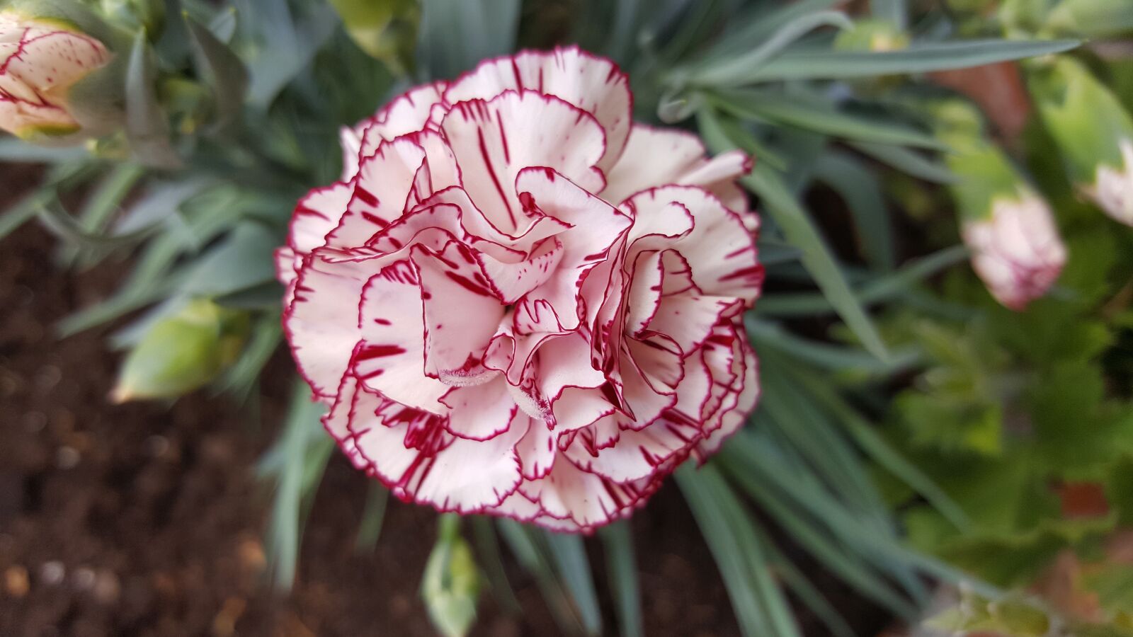 Samsung Galaxy S6 sample photo. Clavel, verano, flor photography