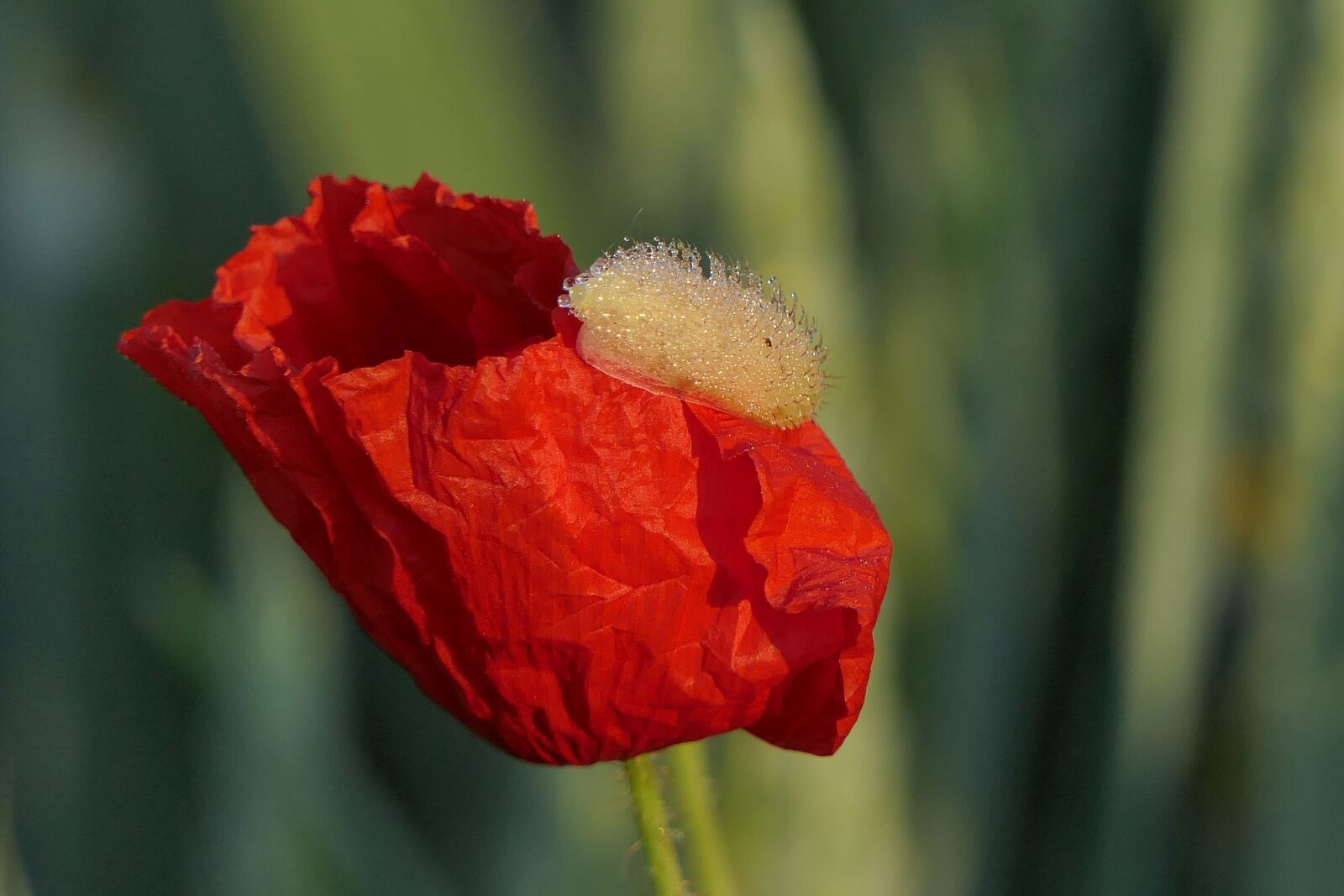 Panasonic Lumix DMC-FZ2500 (Lumix DMC-FZ2000) sample photo. Klatschmohn, poppy flower, poppy photography