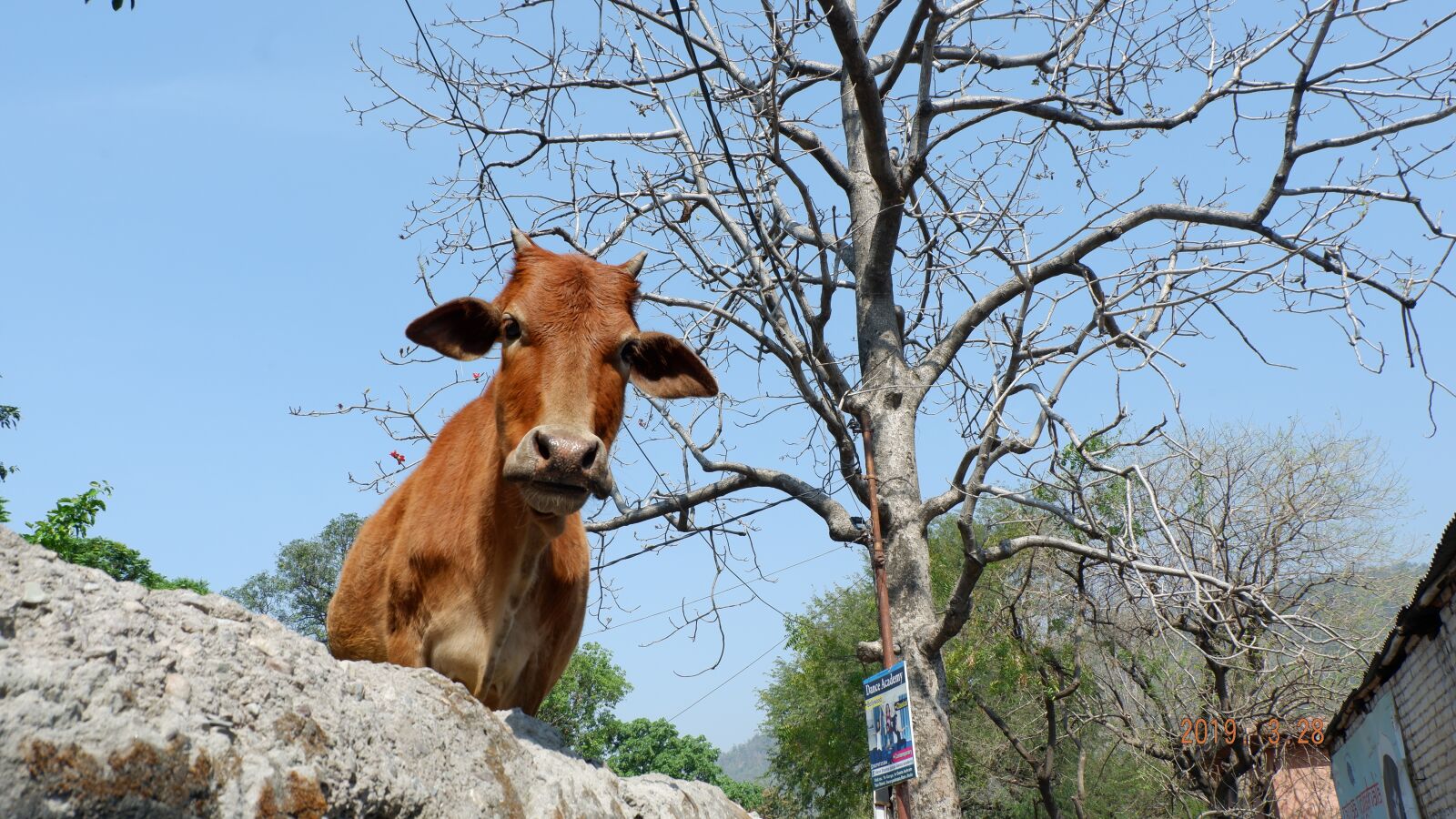 Fujifilm X-A3 sample photo. India, rishikesh, cow photography