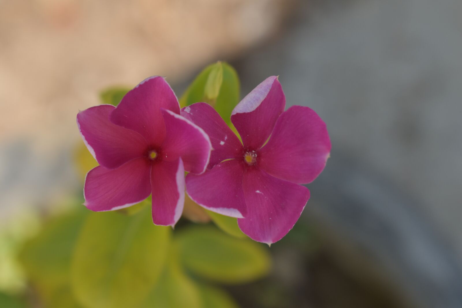 Nikon D5600 sample photo. Flowers, dark pink petals photography