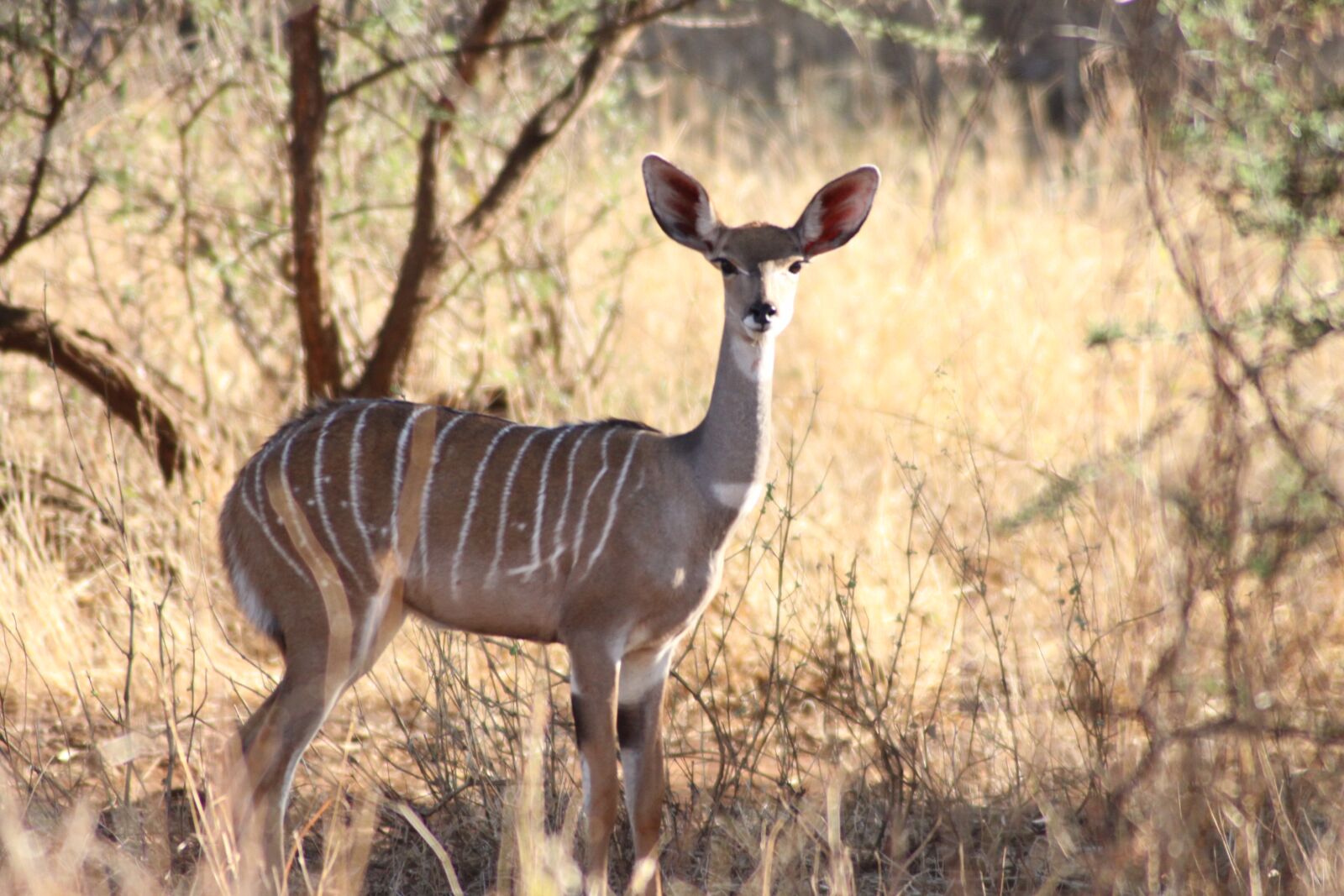 Canon EOS 50D sample photo. Antelope, big ears, cooling photography