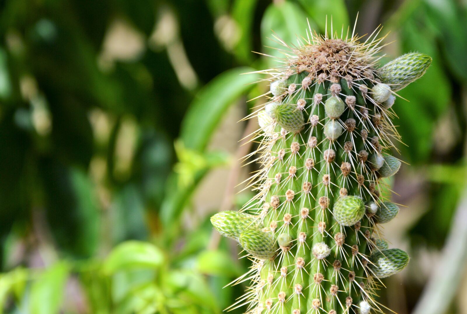 Nikon D3200 sample photo. Cactus, spur, green photography