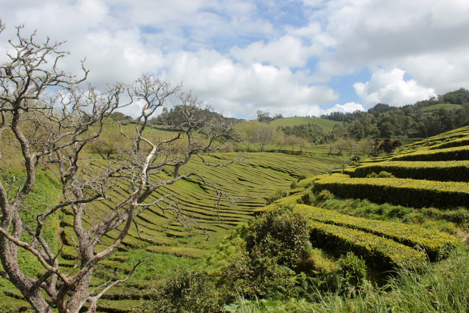 Canon EOS 600D (Rebel EOS T3i / EOS Kiss X5) sample photo. Azores, landscape, trail photography