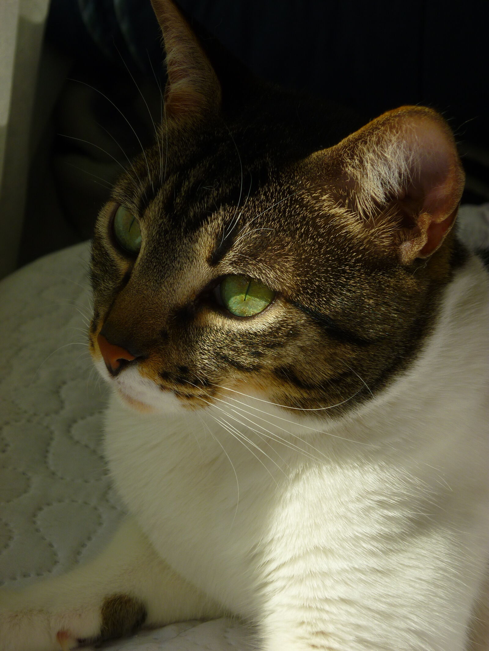 Panasonic DMC-FS12 sample photo