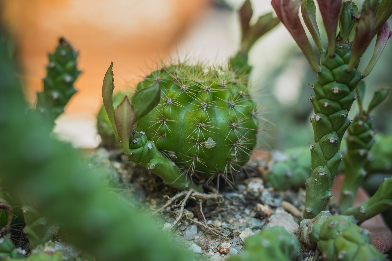 Canon EOS 700D (EOS Rebel T5i / EOS Kiss X7i) sample photo. Cylinder diamond, plant, plants photography