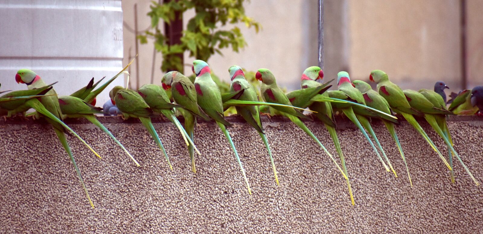 Nikon D5600 sample photo. Parrots, waiting in a photography