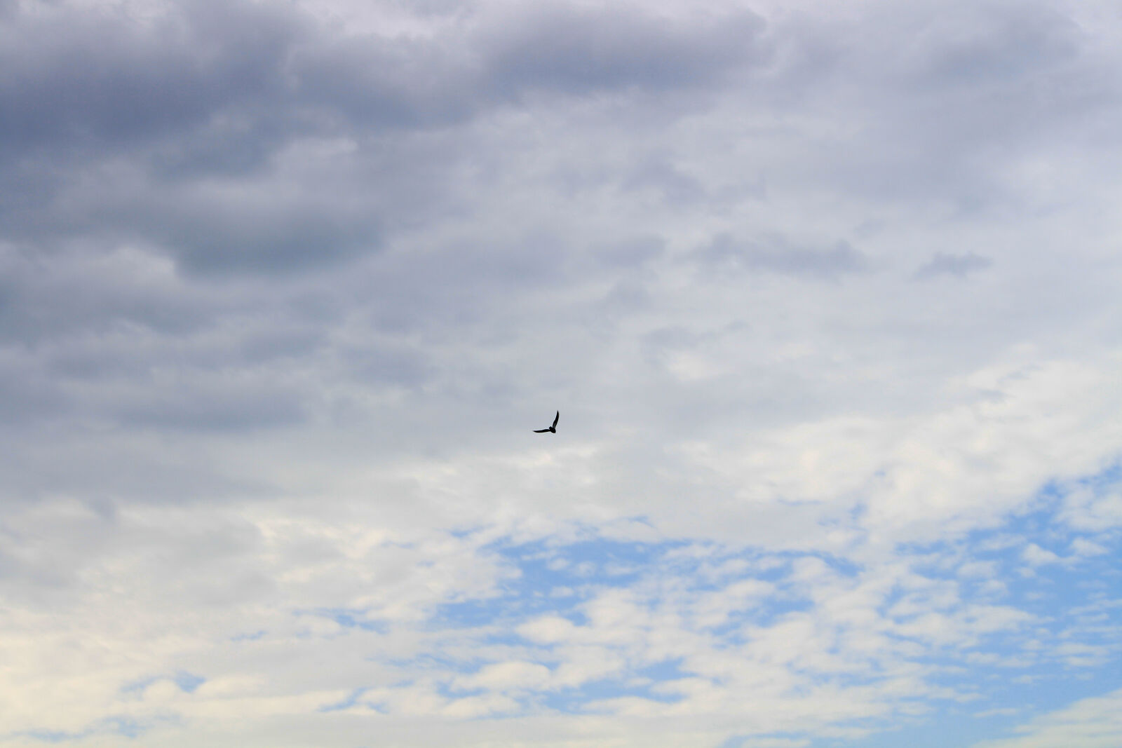 Canon EOS 700D (EOS Rebel T5i / EOS Kiss X7i) sample photo. Clouds, eagle, sky photography