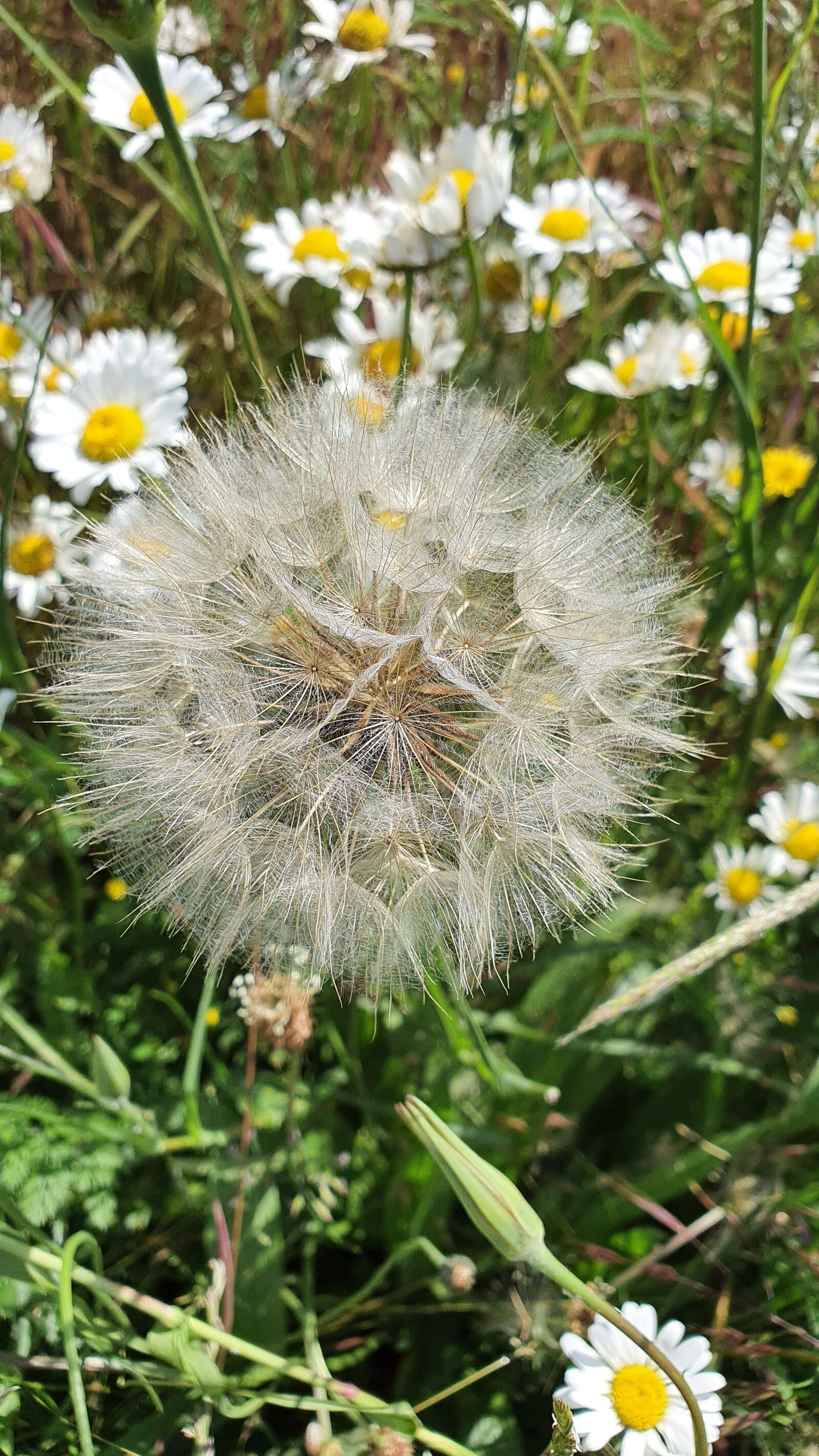 Samsung Galaxy S10+ sample photo. Great boxbart, infructescence, nature photography
