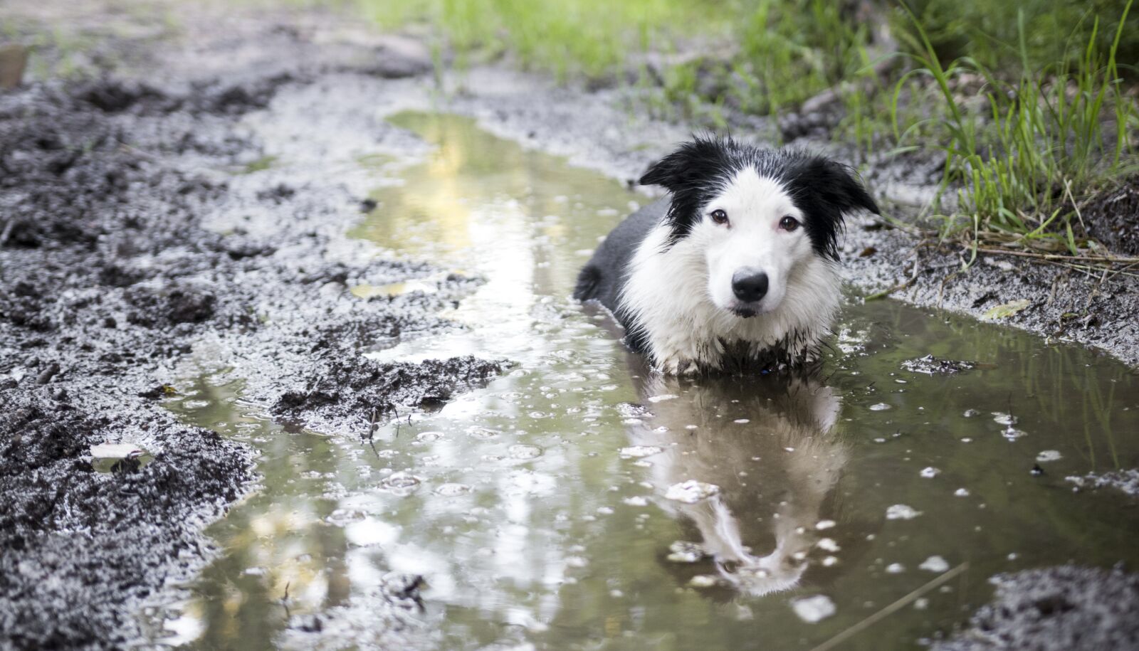 Canon 18-35mm F1.8 DC HSM | Art 013 sample photo. Dog, bordercollie, border photography