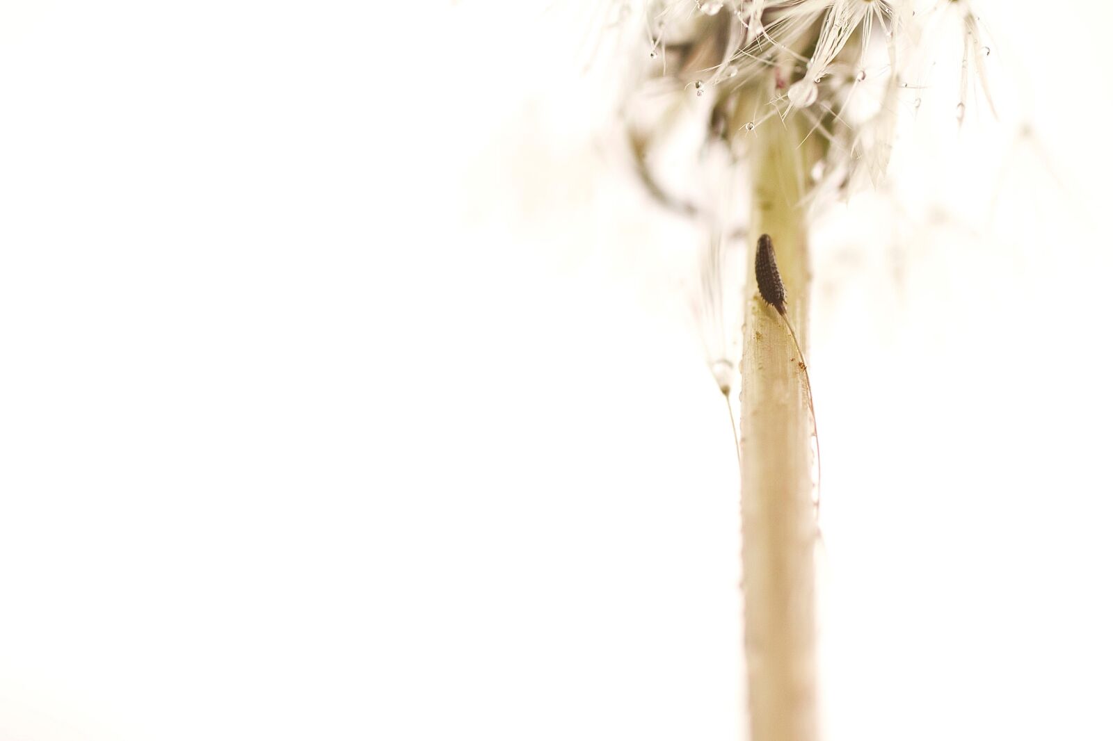 Canon EOS 7D + Sigma 50mm f/2.8 EX sample photo. Abstract, dandelion, dandelion, seeds photography