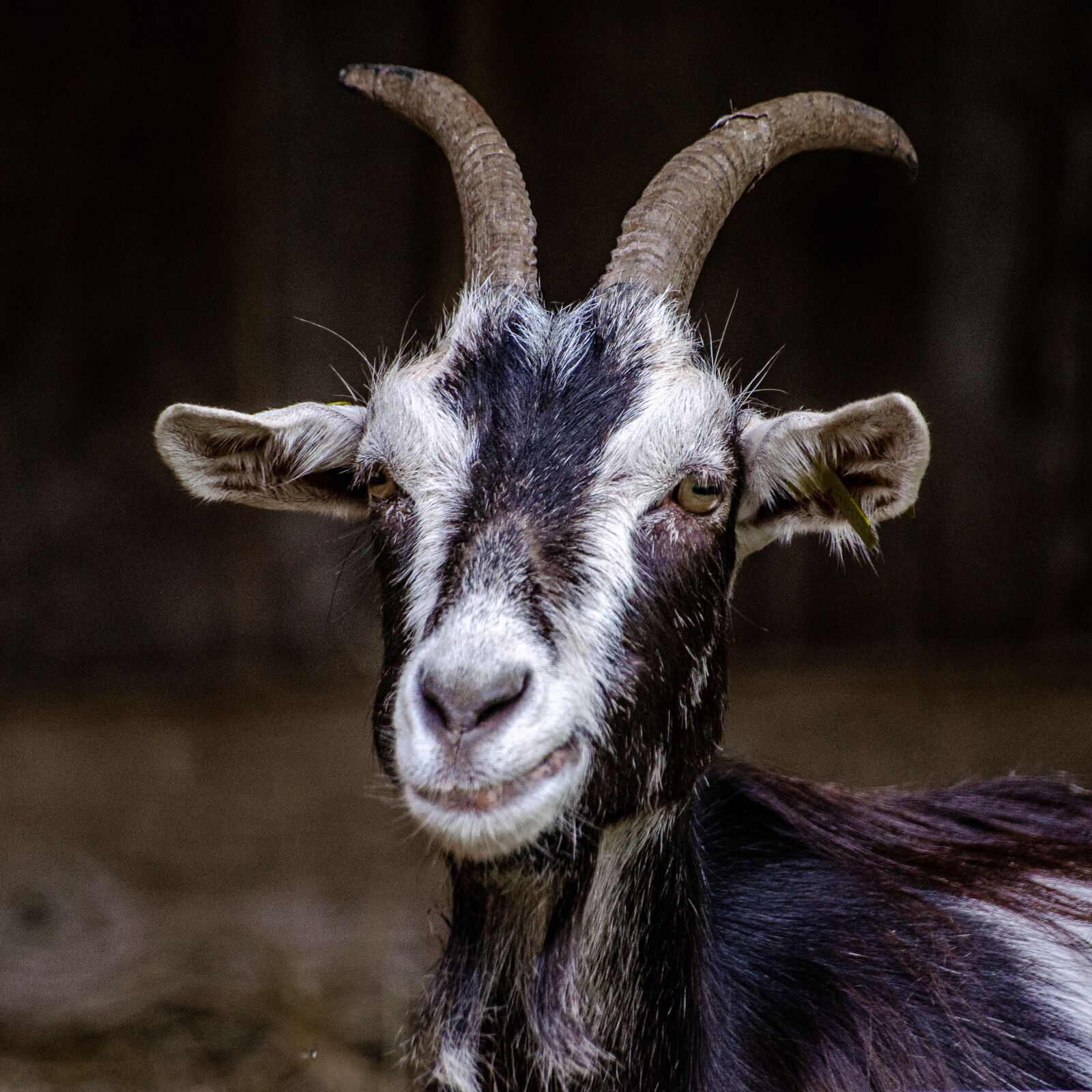 Nikon D7000 sample photo. Goat, horn, black white photography