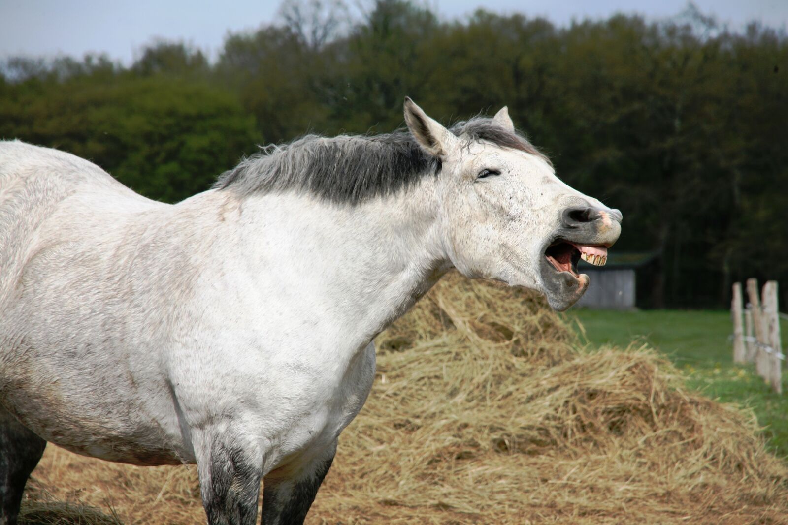 Canon EOS 5D sample photo. Horse, laughing, laughing, horse photography