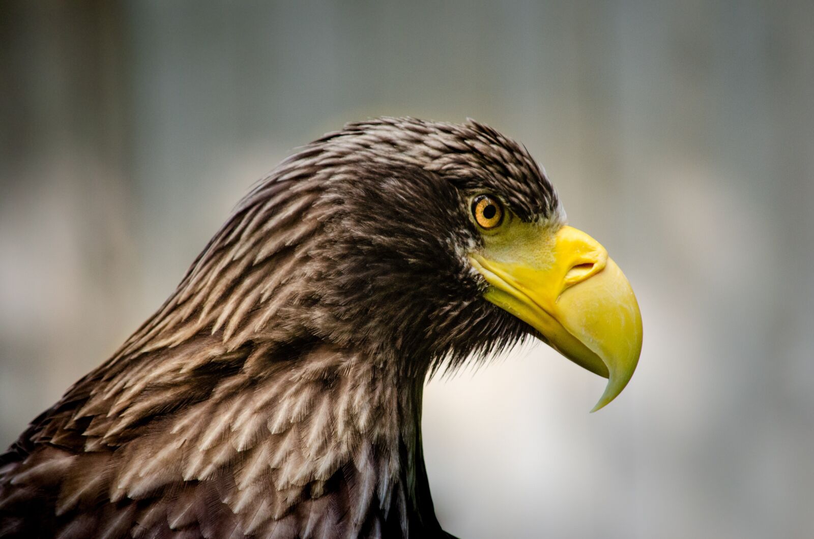 Nikon D5100 sample photo. Giant eagle, bird, adler photography