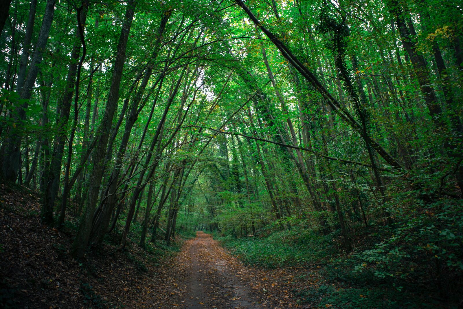 Canon EF 24-70mm F2.8L USM sample photo. France, wood, nature photography