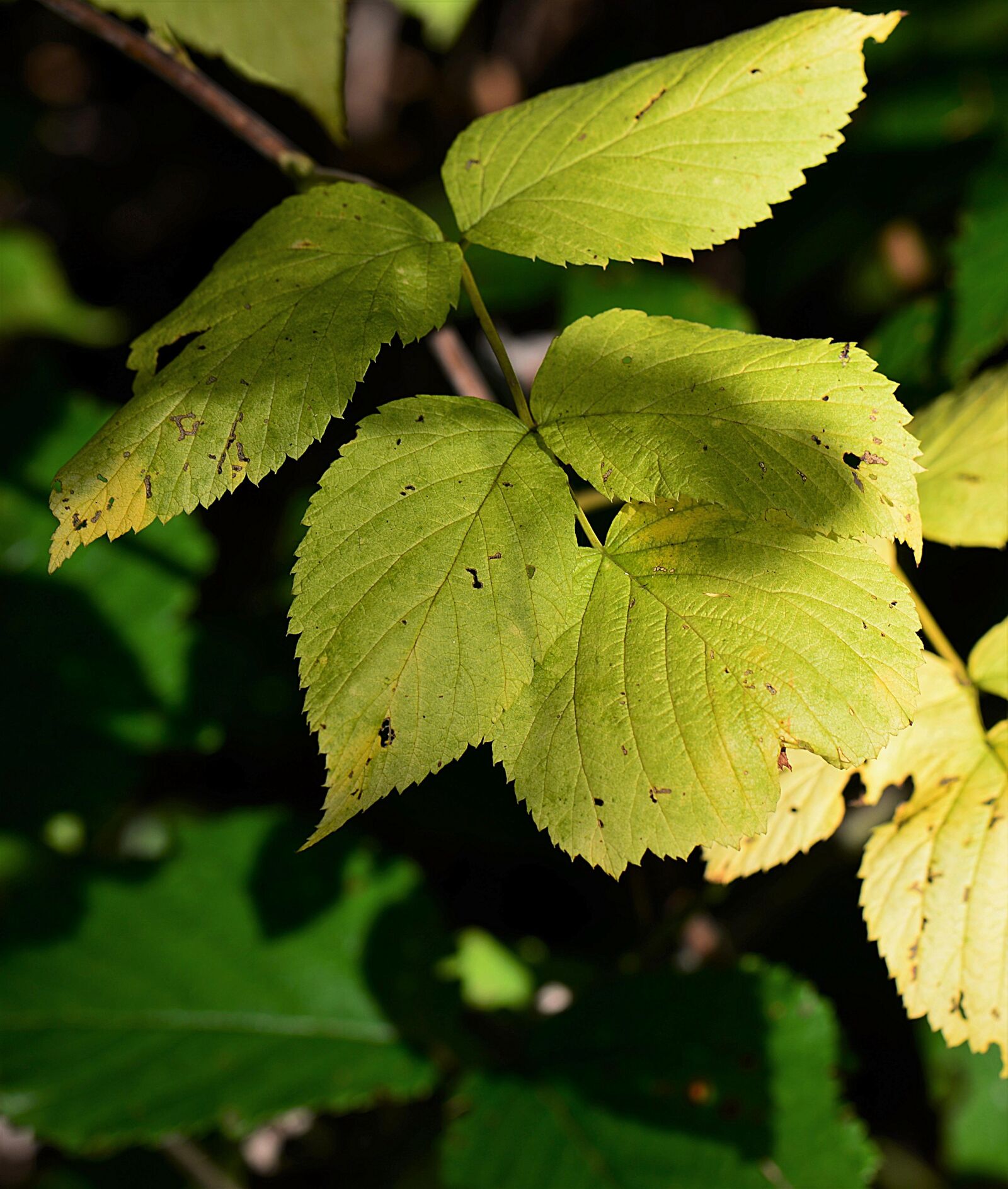 Nikon D610 sample photo. Leaves, autumn, fall foliage photography