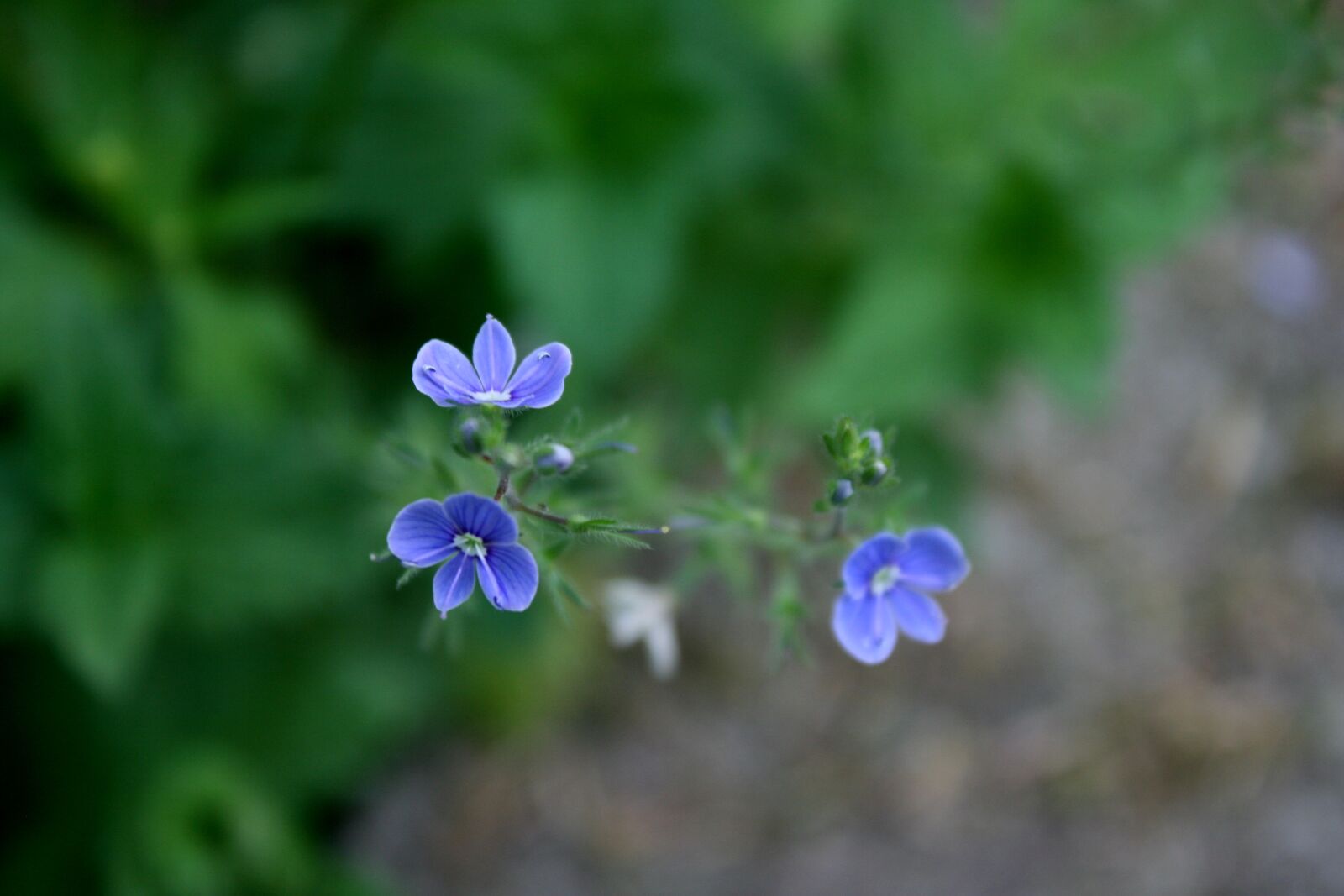 Canon EOS 400D (EOS Digital Rebel XTi / EOS Kiss Digital X) sample photo. Flowers, blue, spring photography