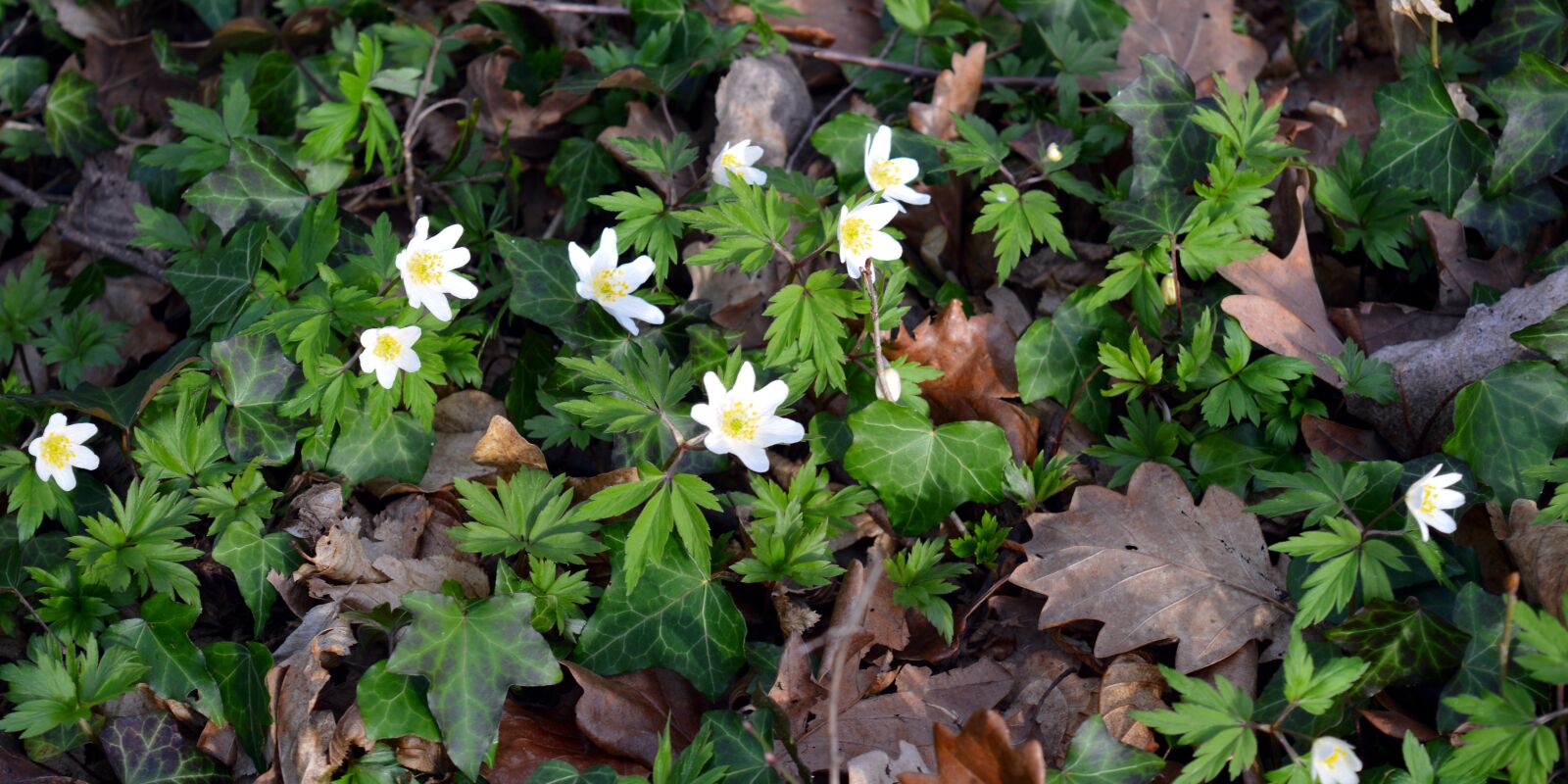 Nikon D3200 sample photo. Wood anemone, anemone nemorosa photography