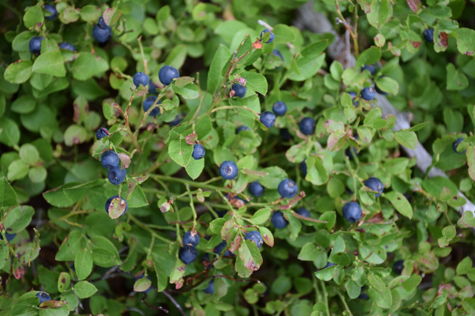 Nikon D5300 sample photo. Berry, leaf, forest photography