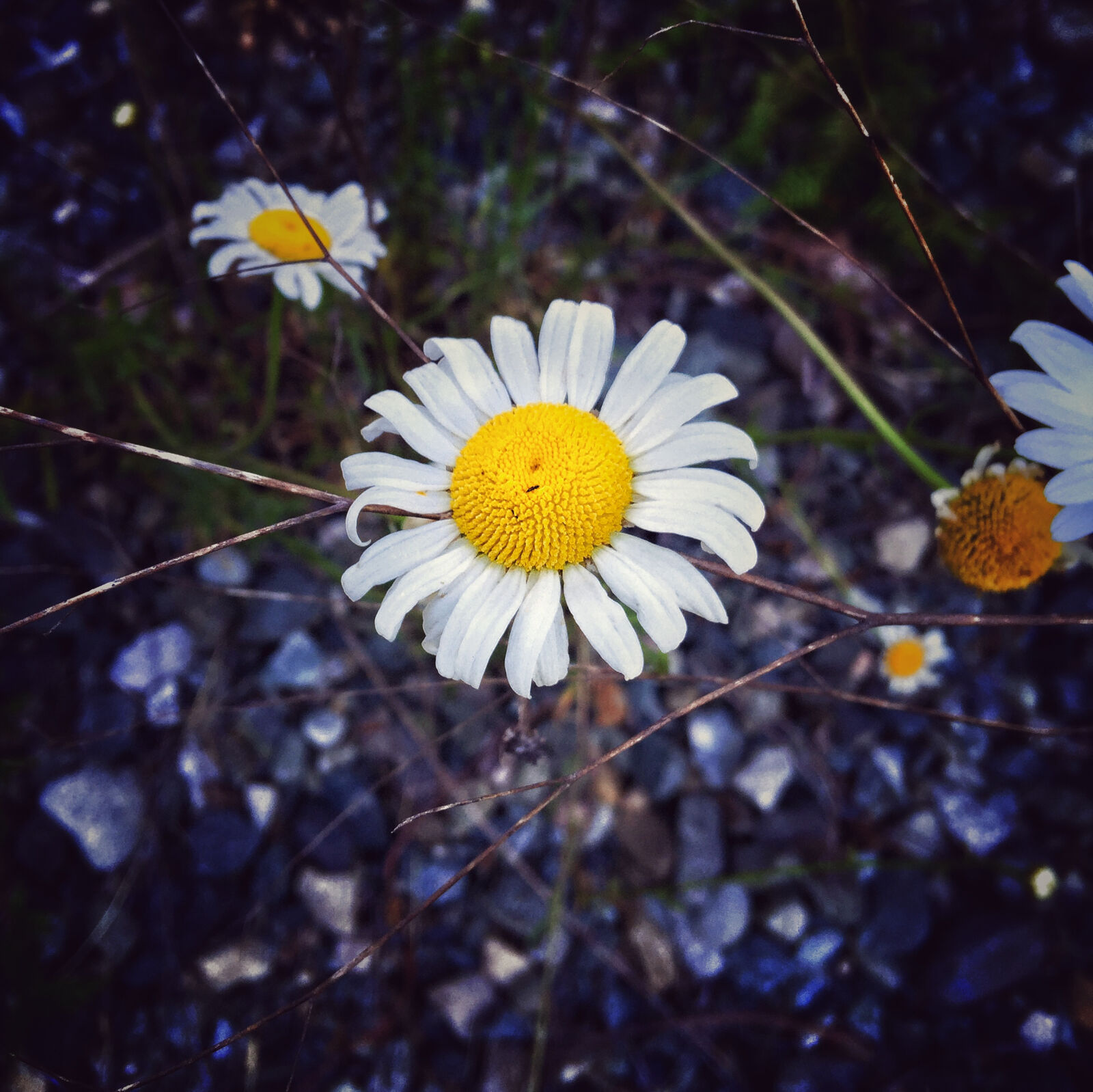 iPhone 6 Plus back camera 4.15mm f/2.2 sample photo. Nature, white, white, flower photography