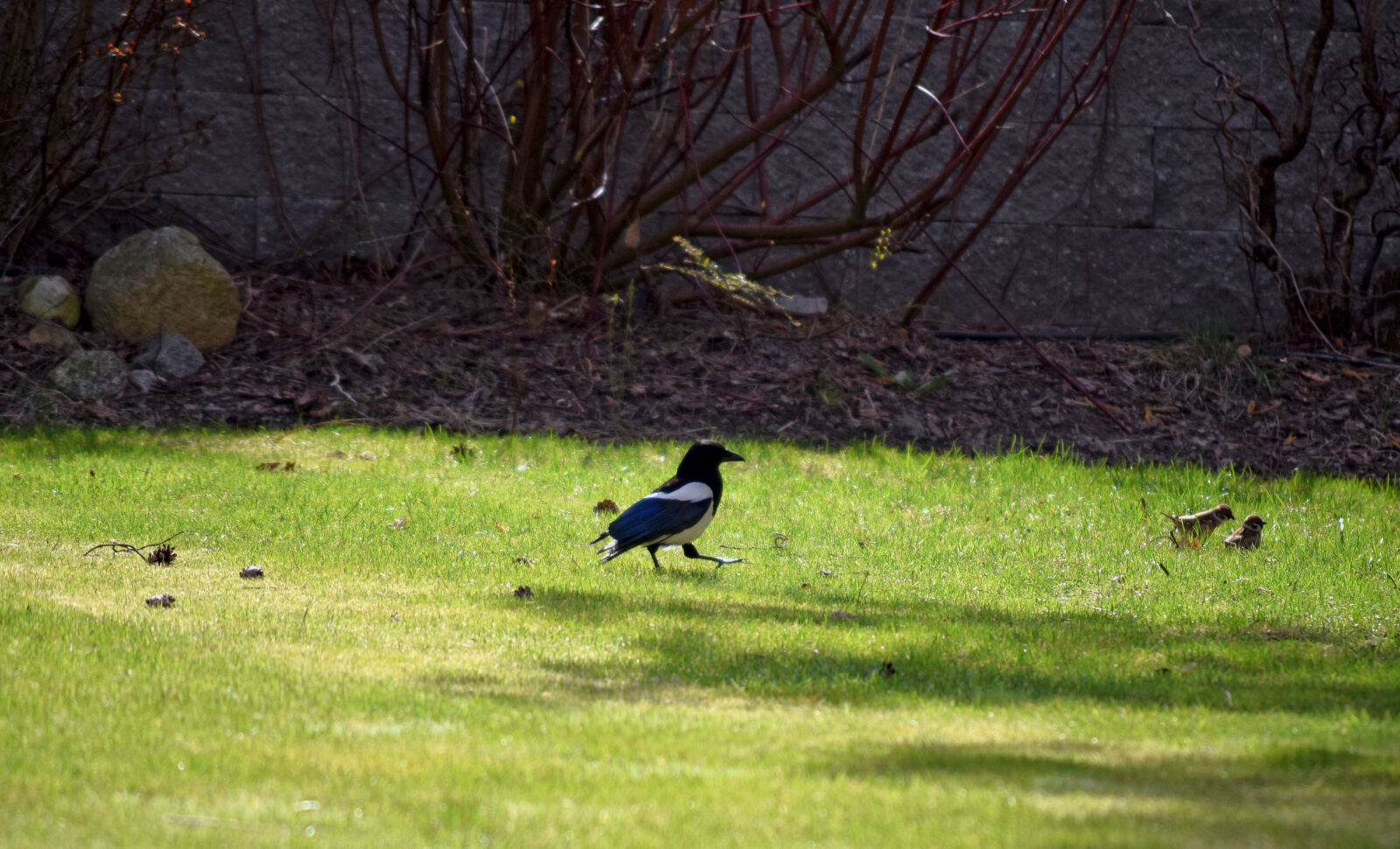Nikon D3300 sample photo. Magpie, night, sparrow, spring photography