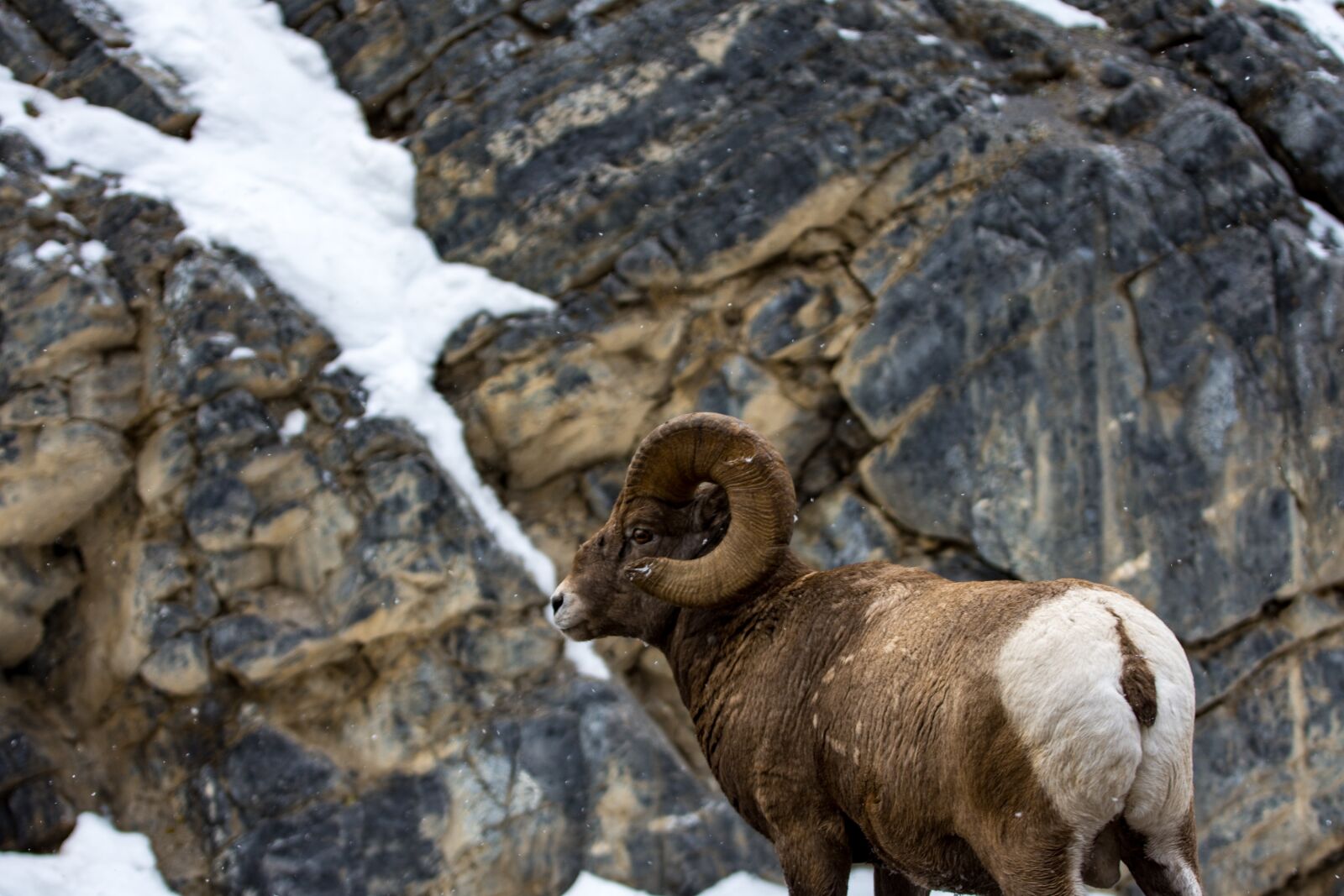 Tamron SP 70-200mm F2.8 Di VC USD sample photo. Ram, mountain, sheep photography