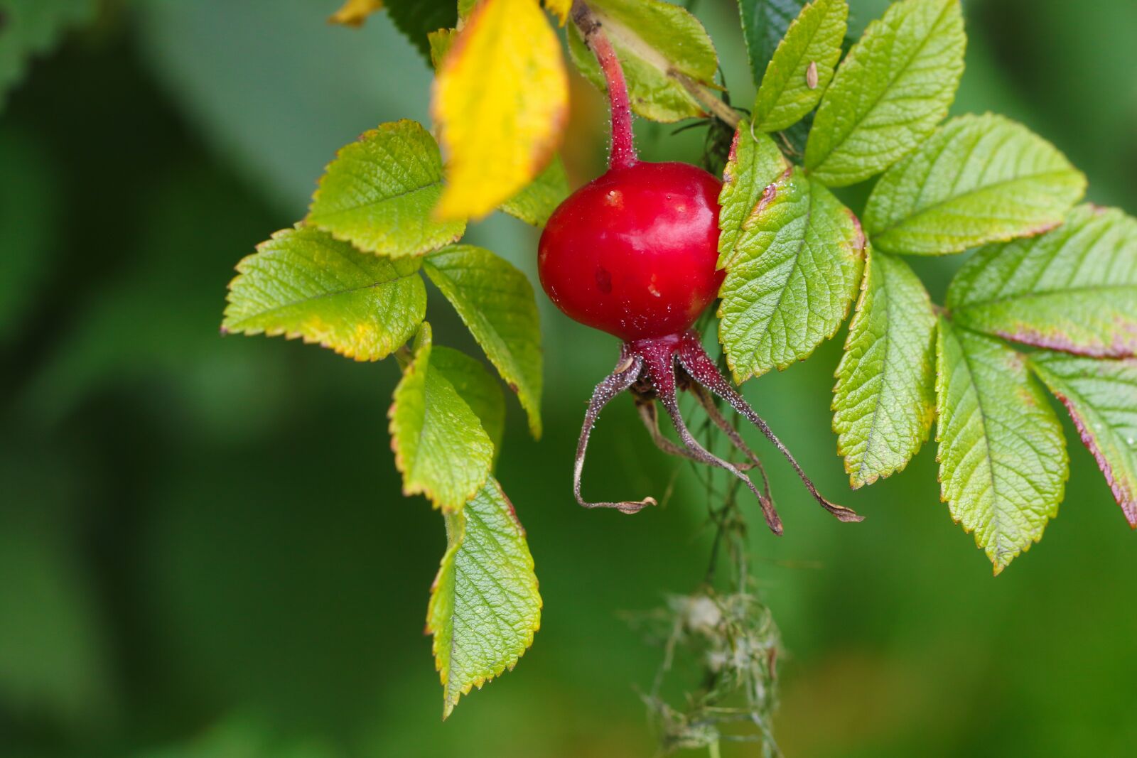 Canon EOS 7D Mark II sample photo. Herb, rose-hip, plant photography