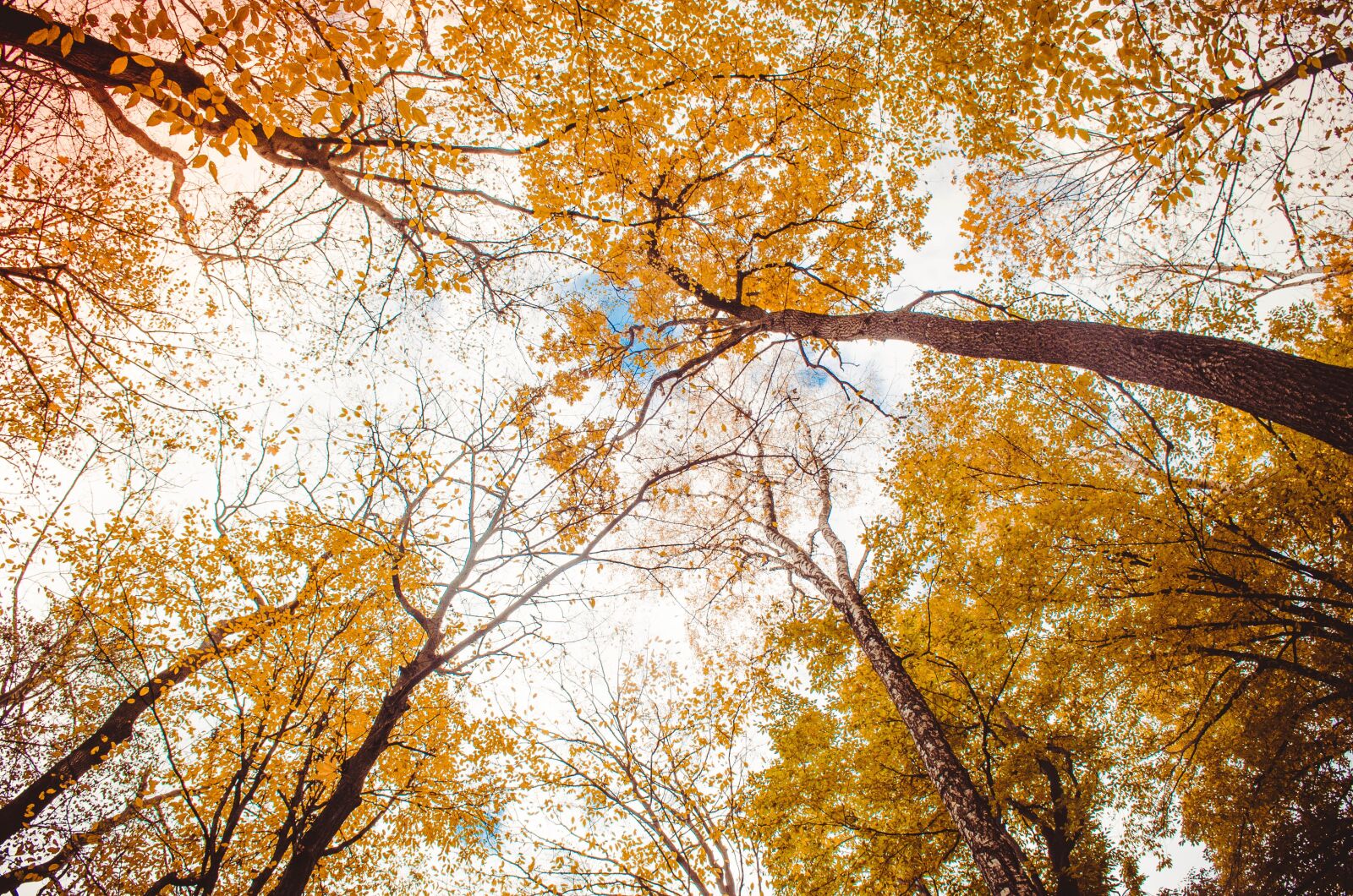 Nikon D5100 sample photo. Forest, leaves, nature photography