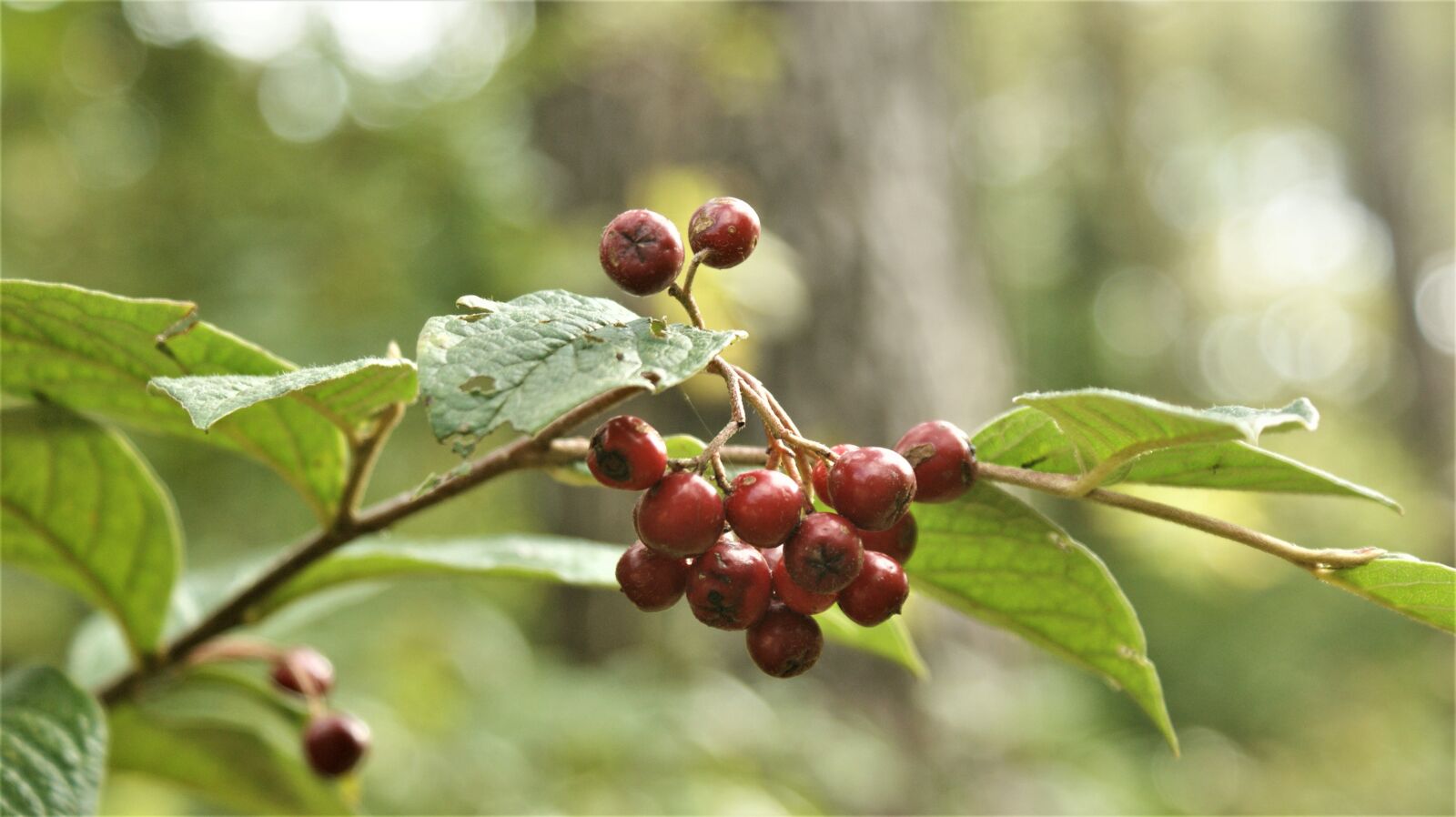 Sony Alpha DSLR-A350 sample photo. Red, berries, plant photography