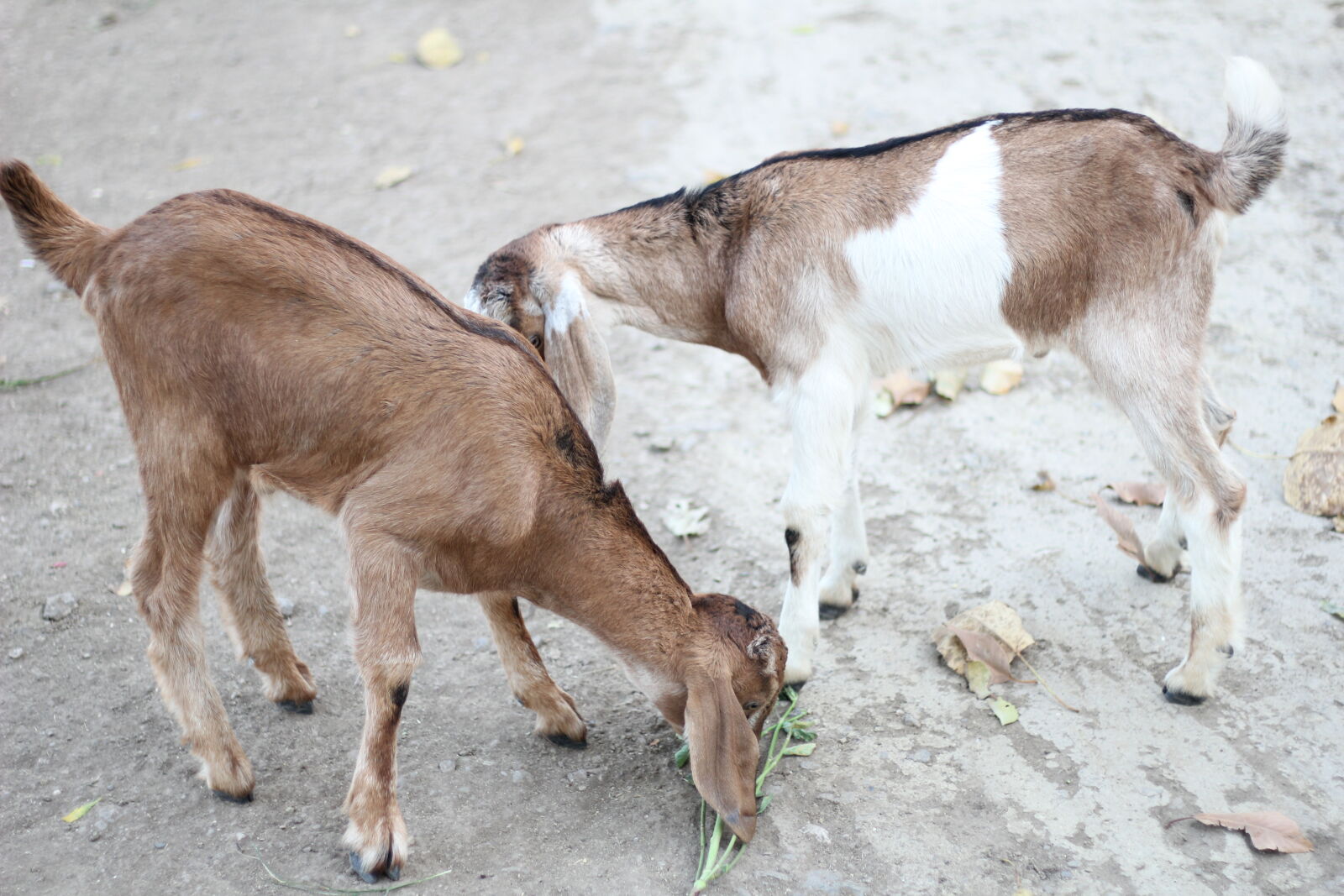 Canon EOS 60D + Canon EF 50mm F1.8 STM sample photo. 2, goats photography