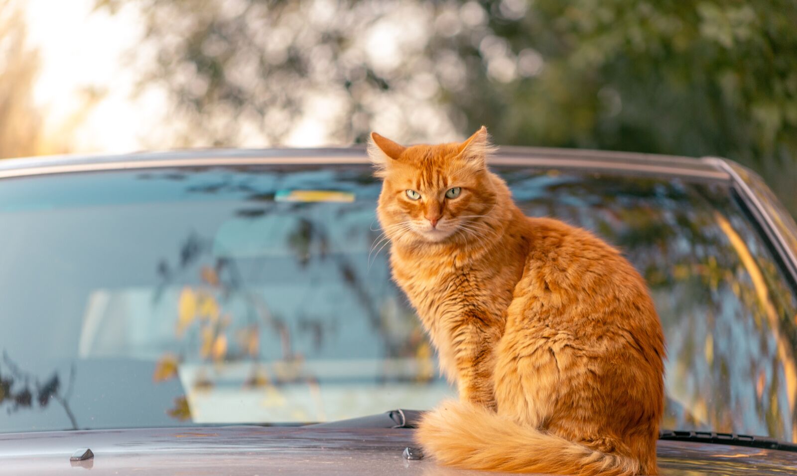 Canon EF75-300mm f/4-5.6 sample photo. Lovely, sun, cat photography