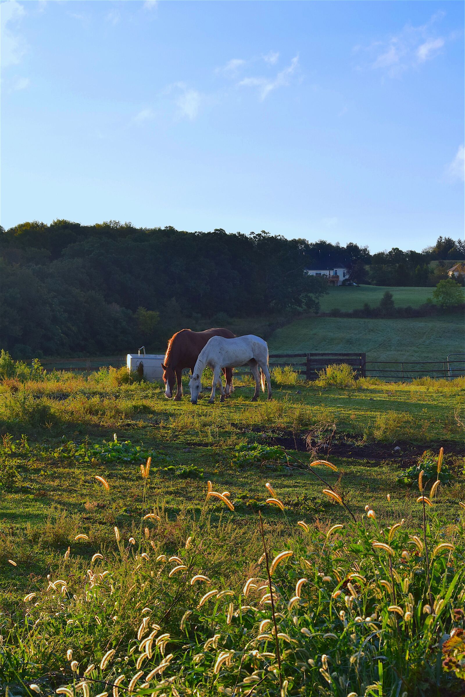 Nikon D3300 sample photo. Horses, sunrise, grass photography