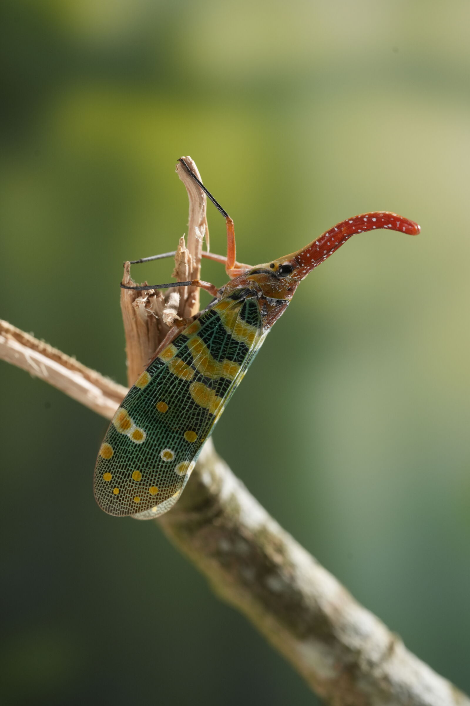 Sony a7R V sample photo